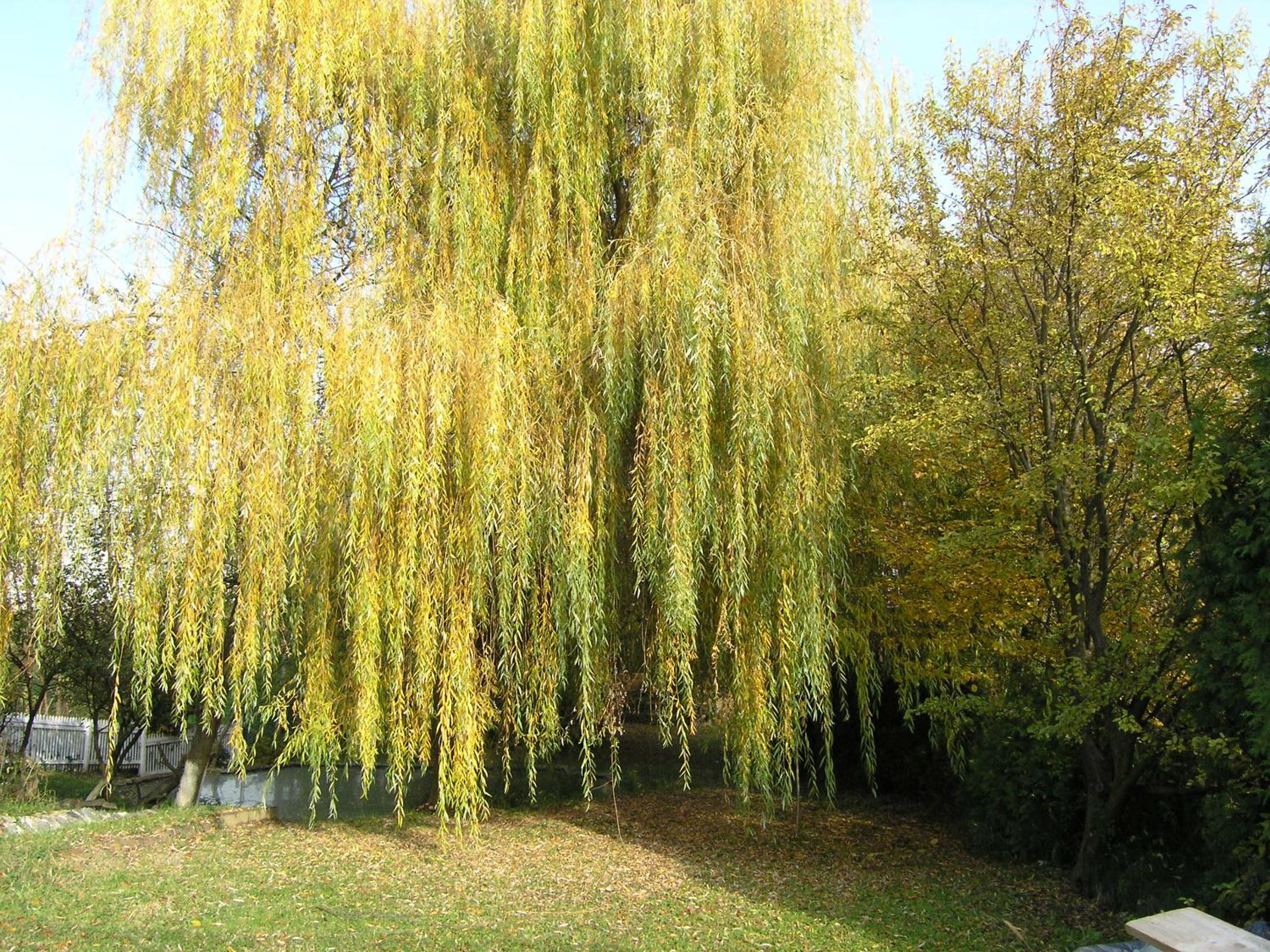 Photo 150