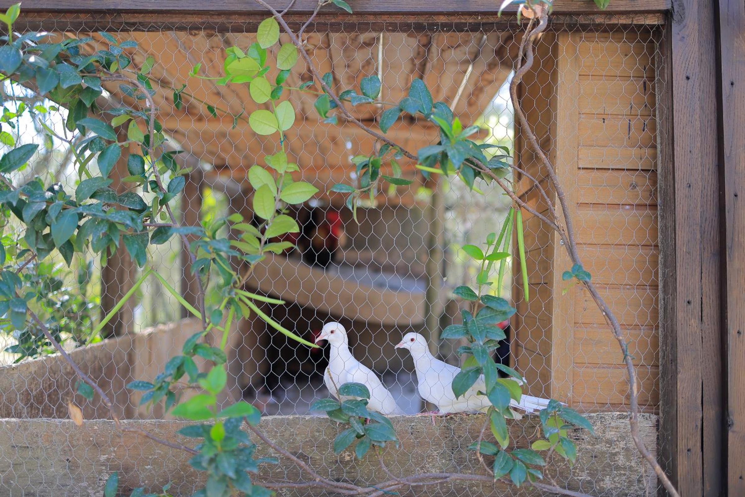 Photo 12