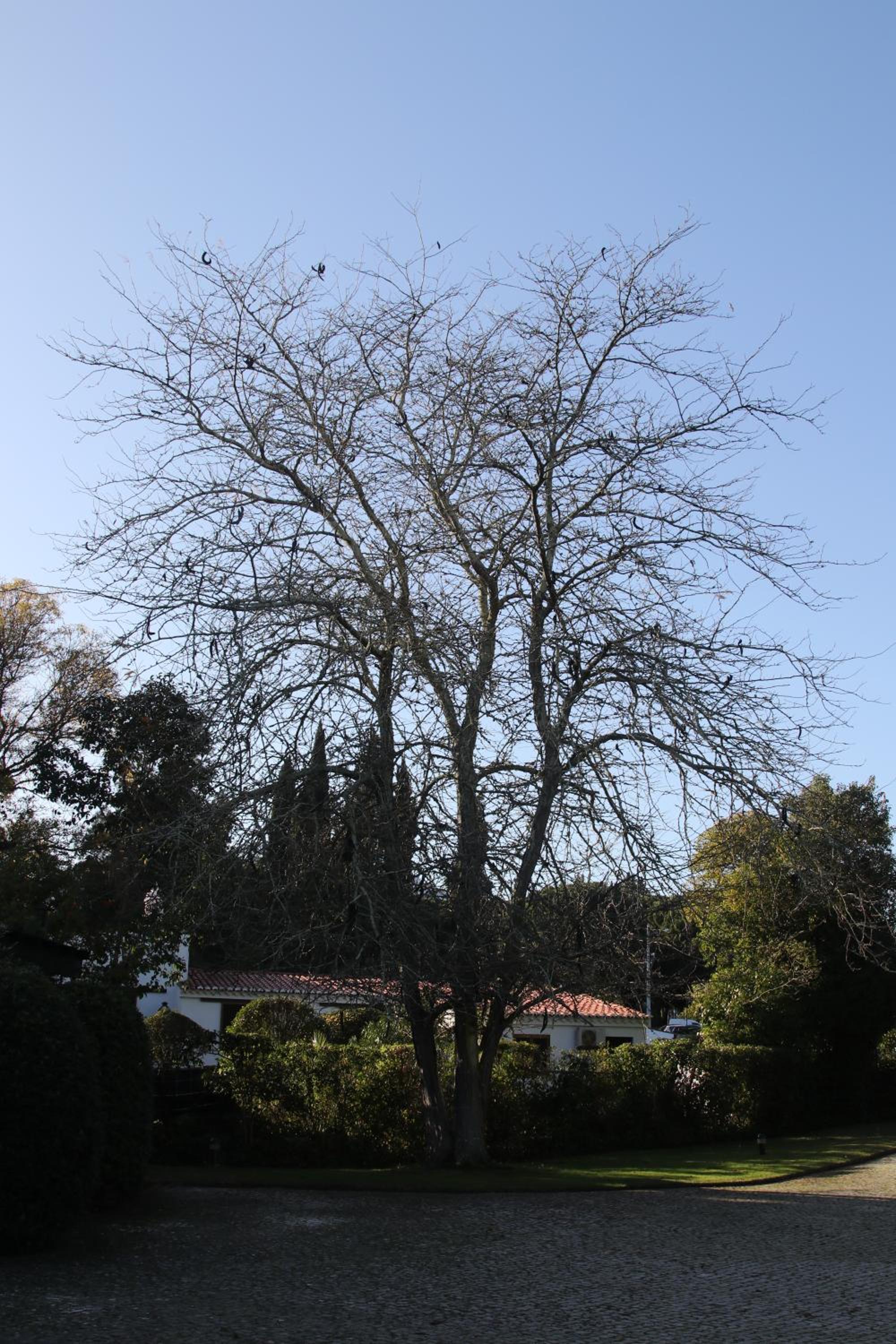 Photo 39