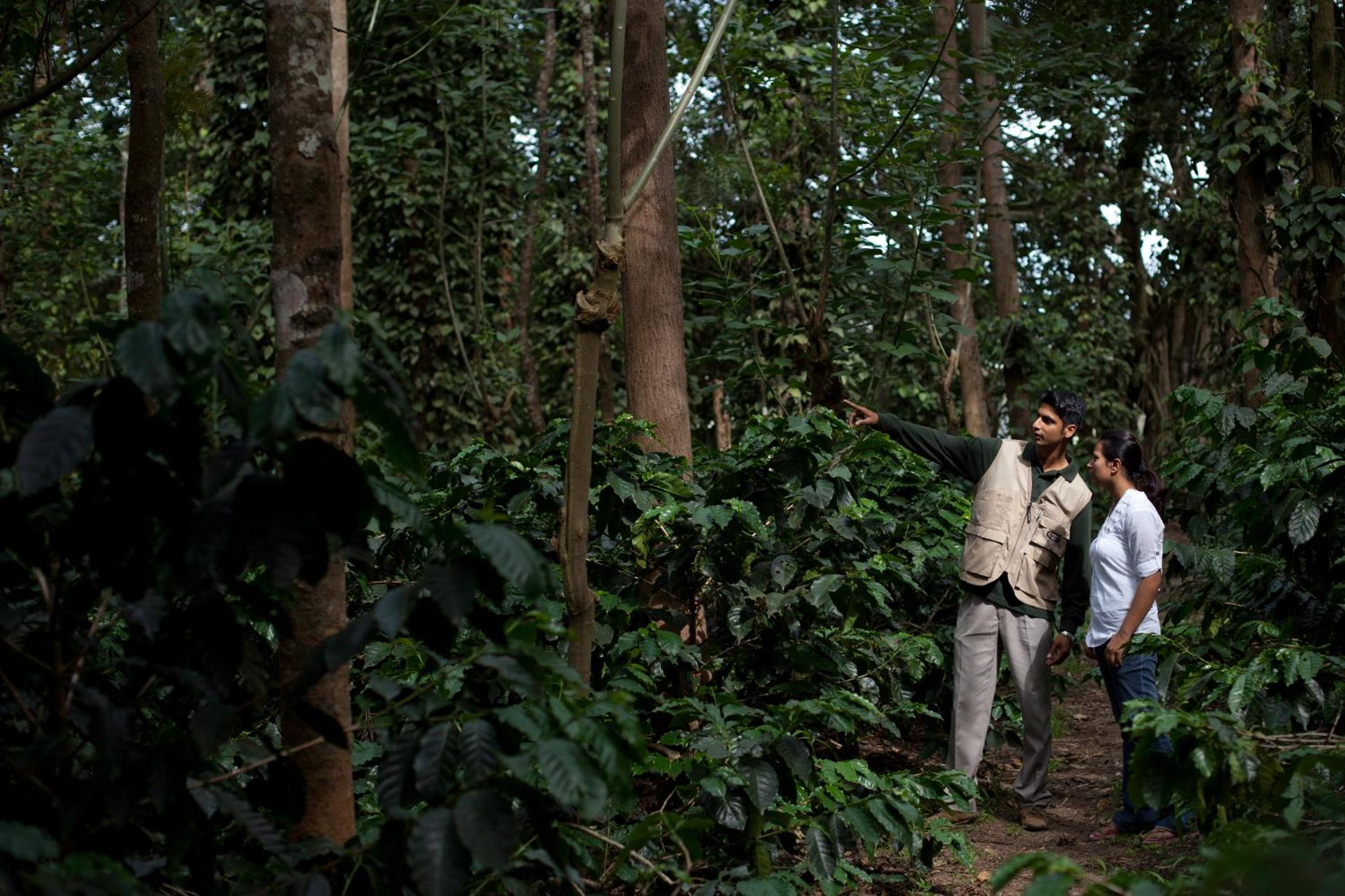 The Serai Chikmagalur The Serai Chikmagalur