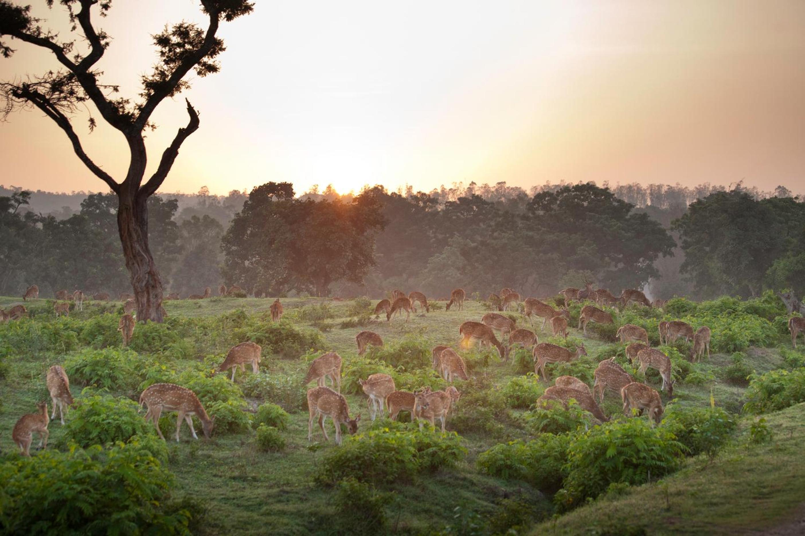 The Serai Bandipur