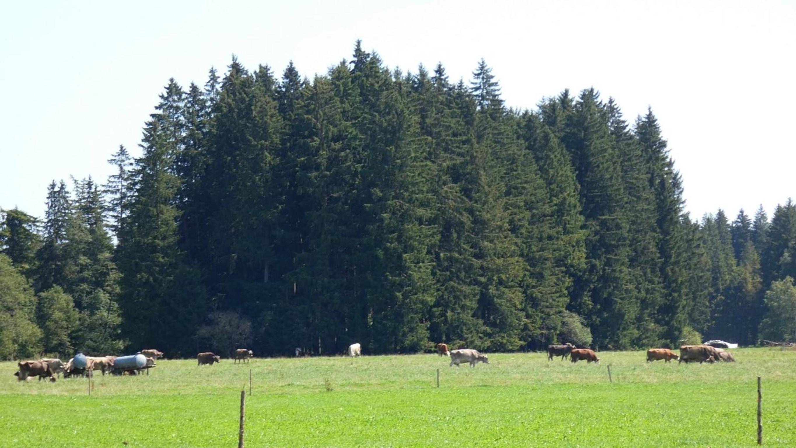 Ferienwohnung Nr 2, Lechbruck-Gründl, Allgäu view 4