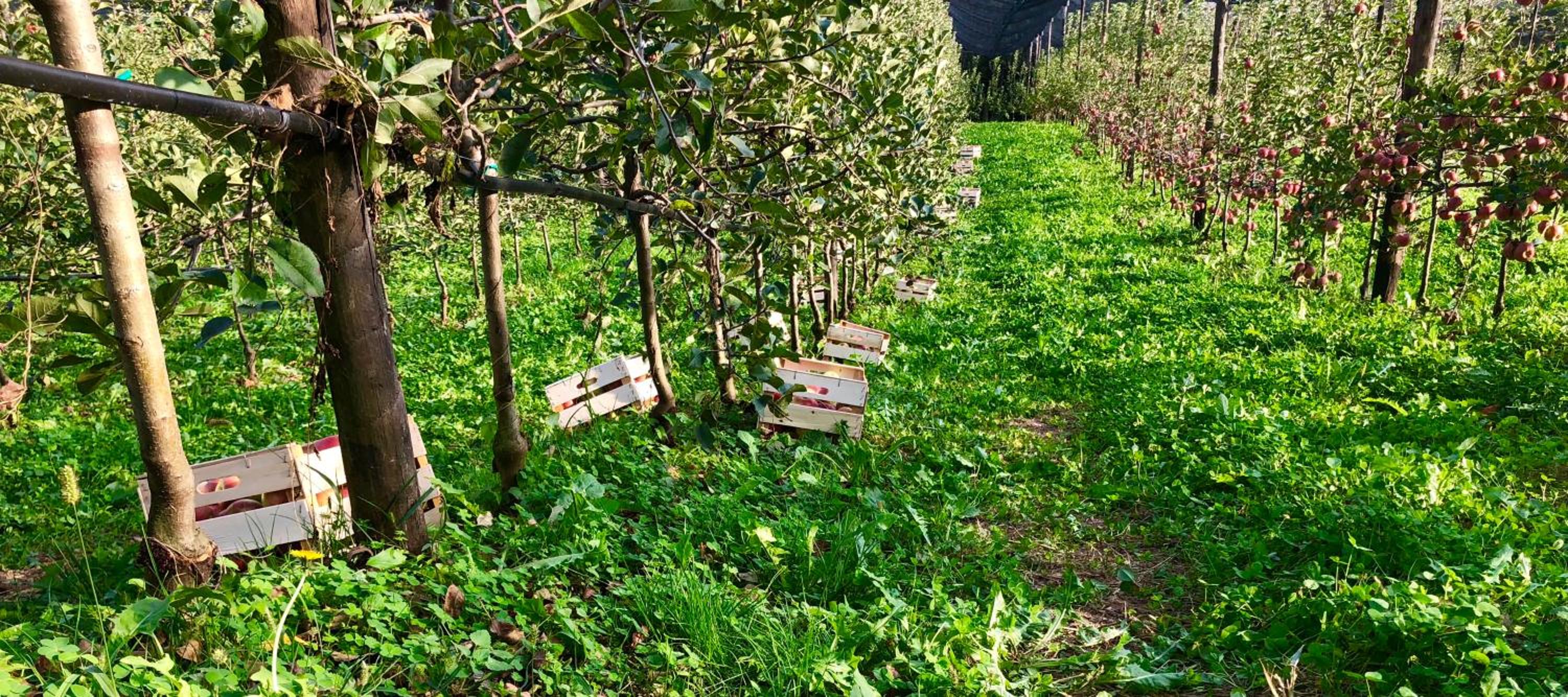 Loft Naturalpina Dolomiti Farm