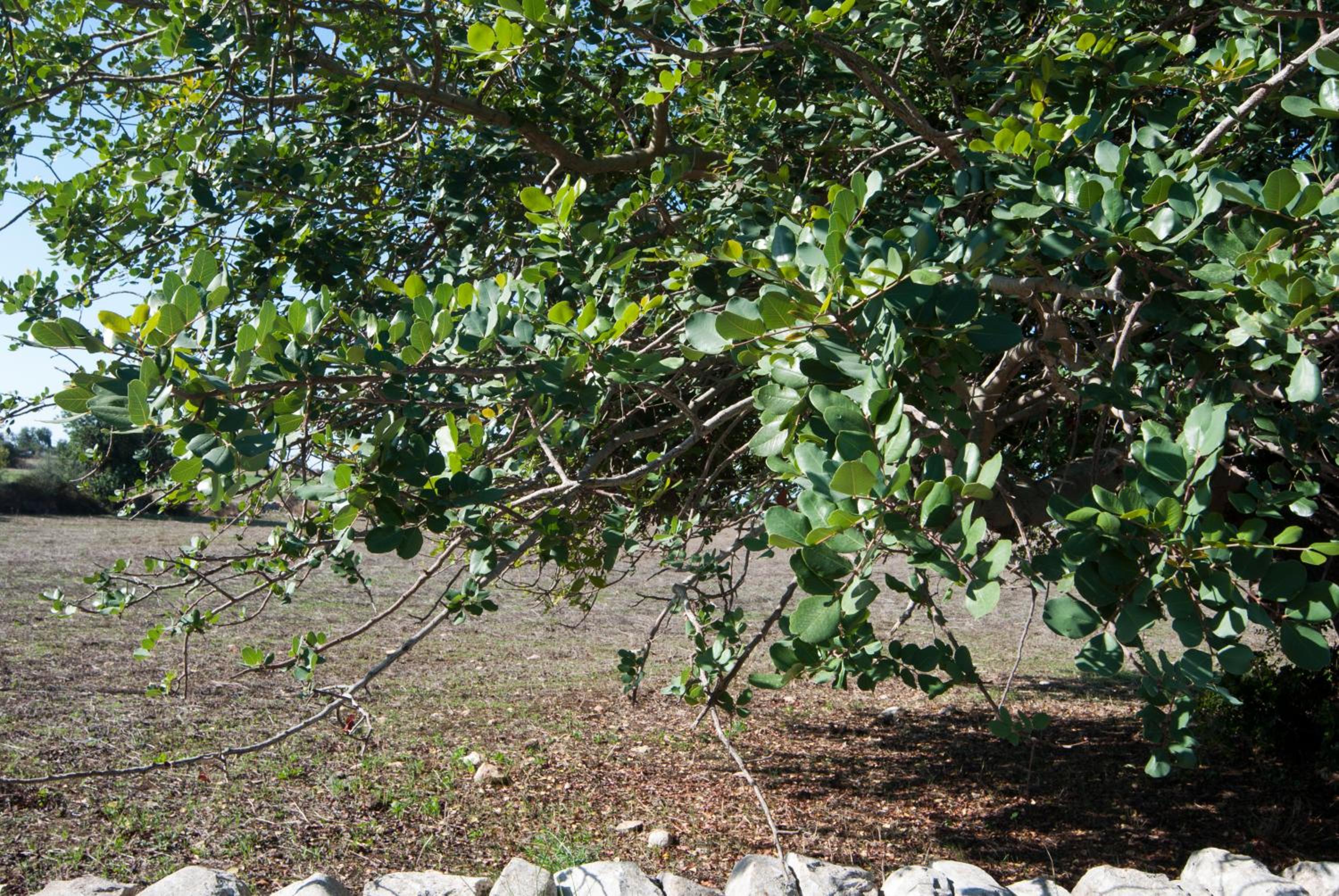 Agriturismo Al Casale