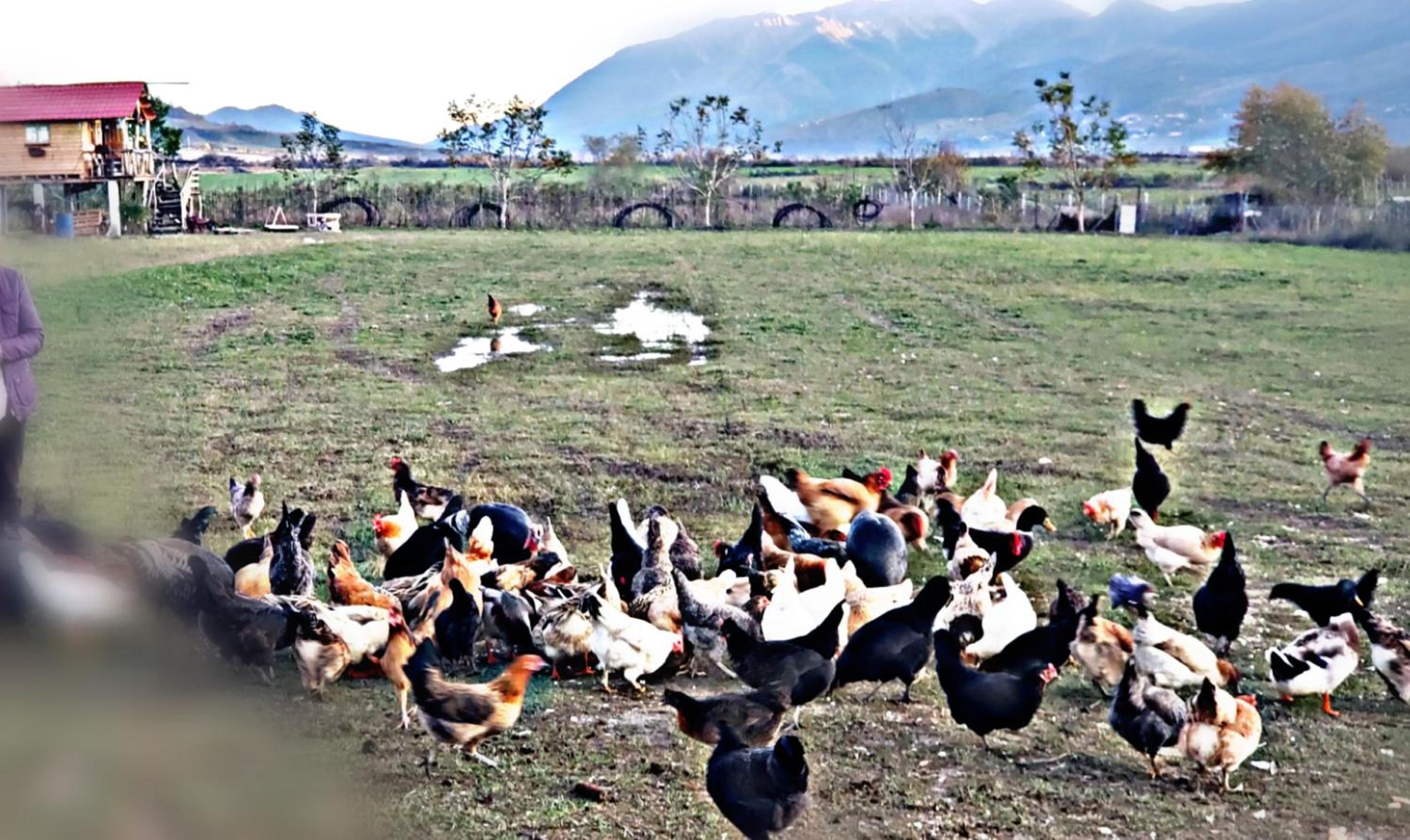 Life on the farm