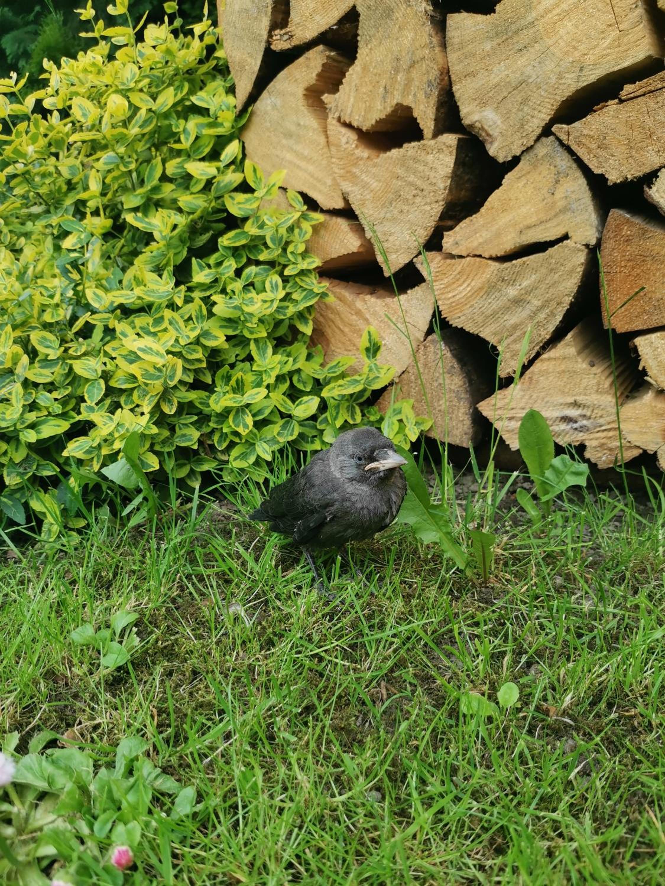 Photo 44