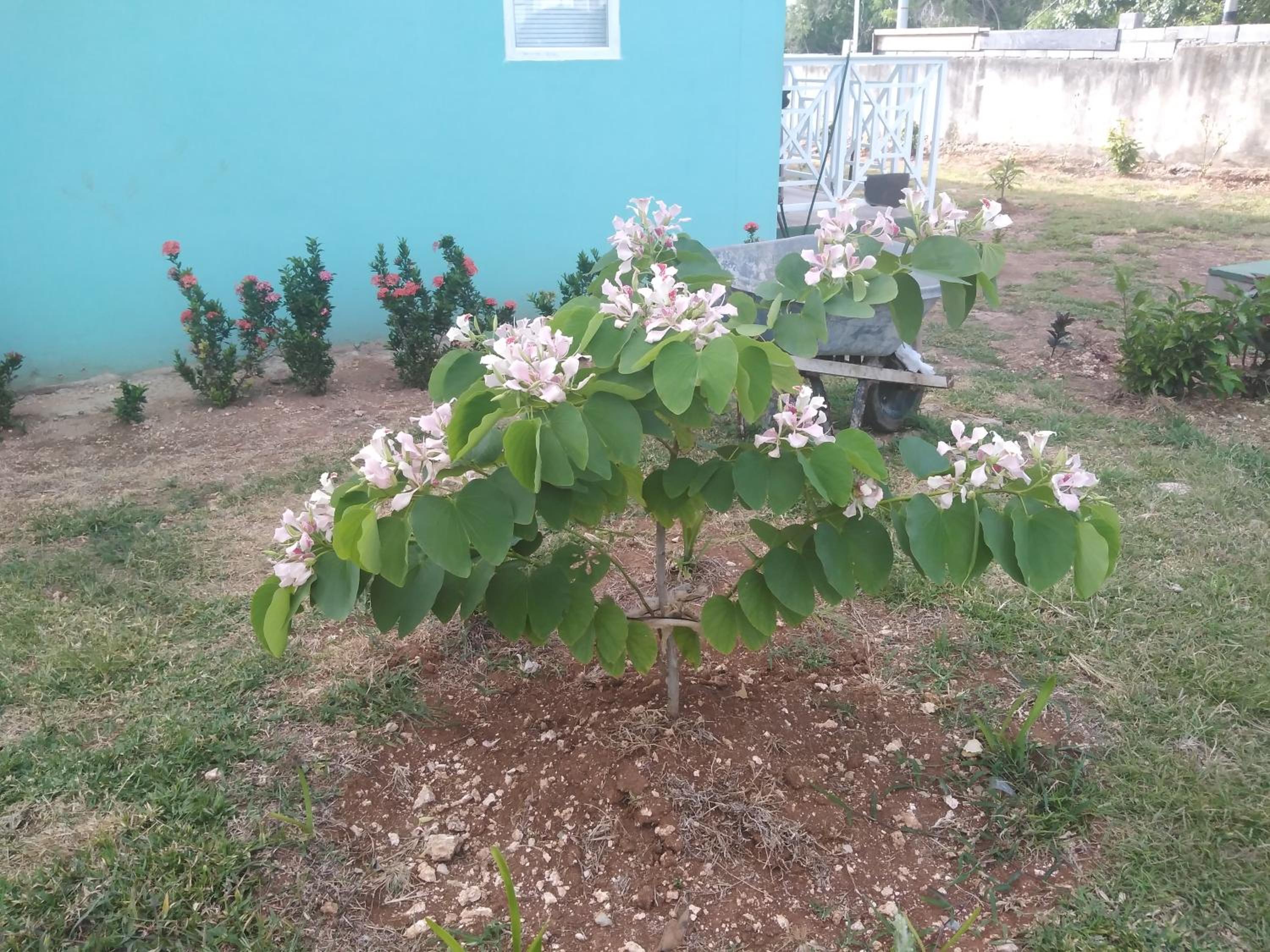 Photo 44