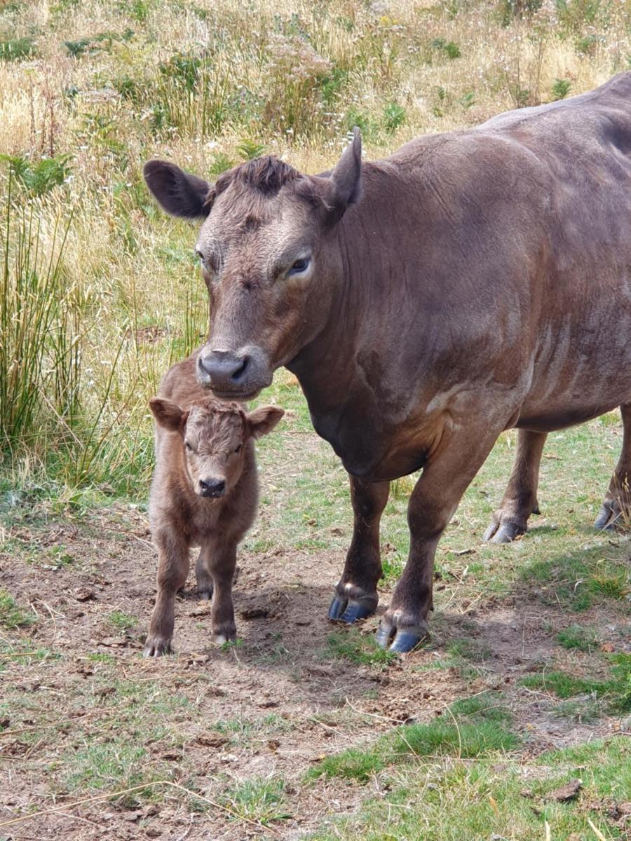Ruby's Cottage Farm Stay