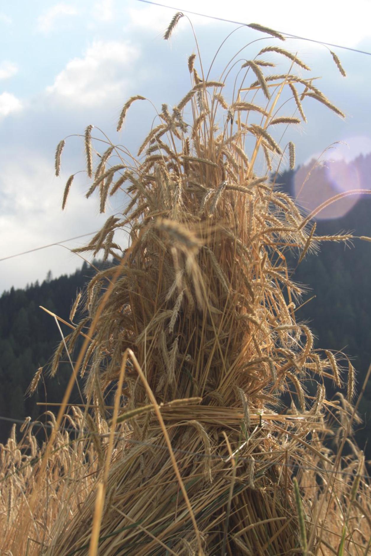 Hof Wieser