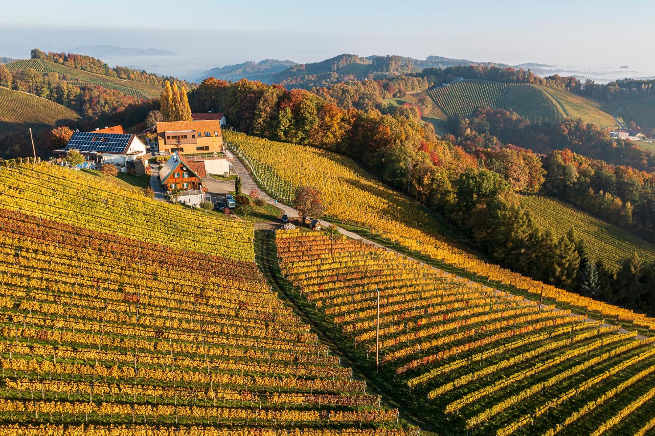 Weingut-Wohlfühlzimmer Adam-Lieleg