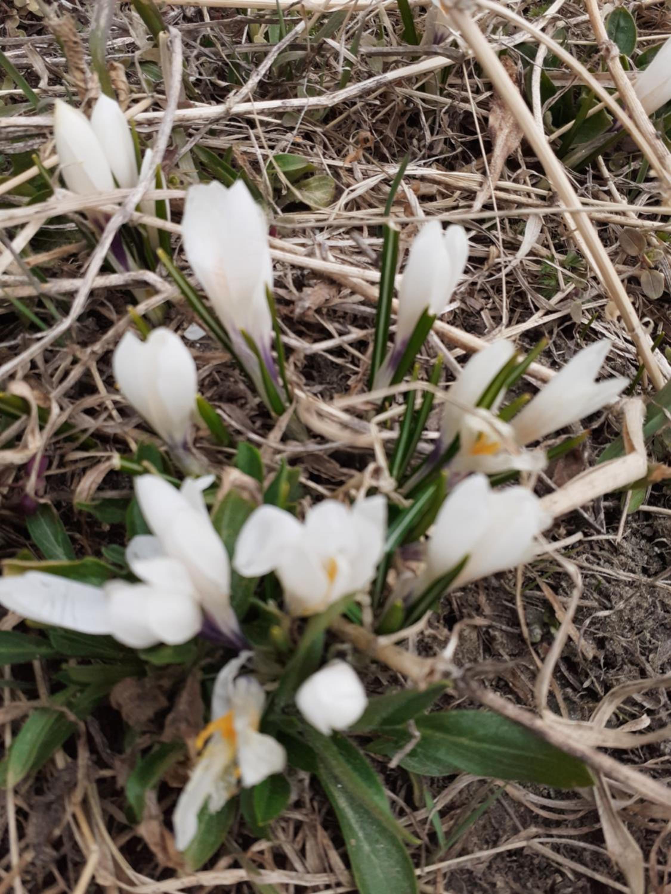 Galanthus