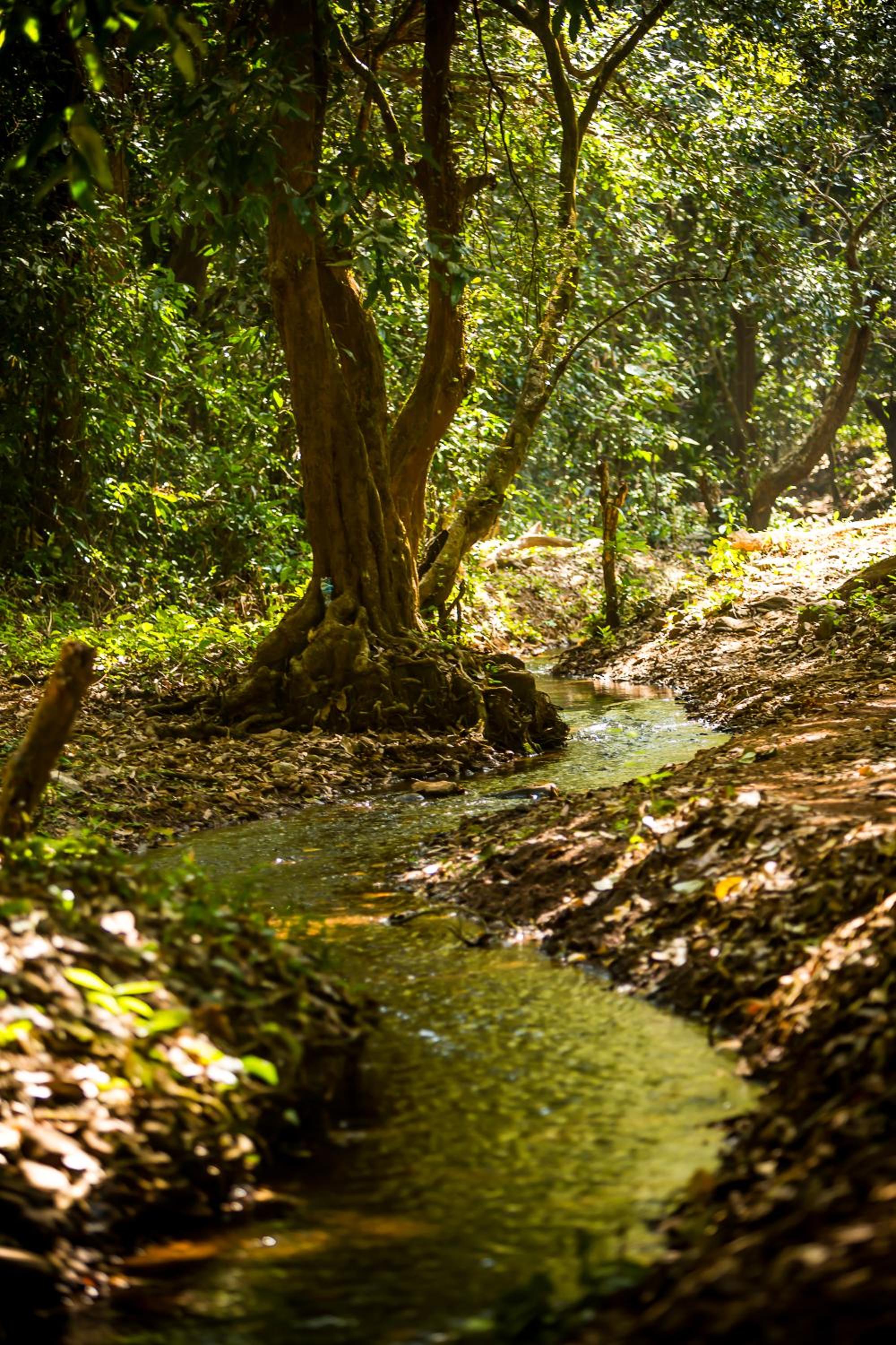 The Postcard Hideaway, Netravali Wildlife Sanctuary, South Goa