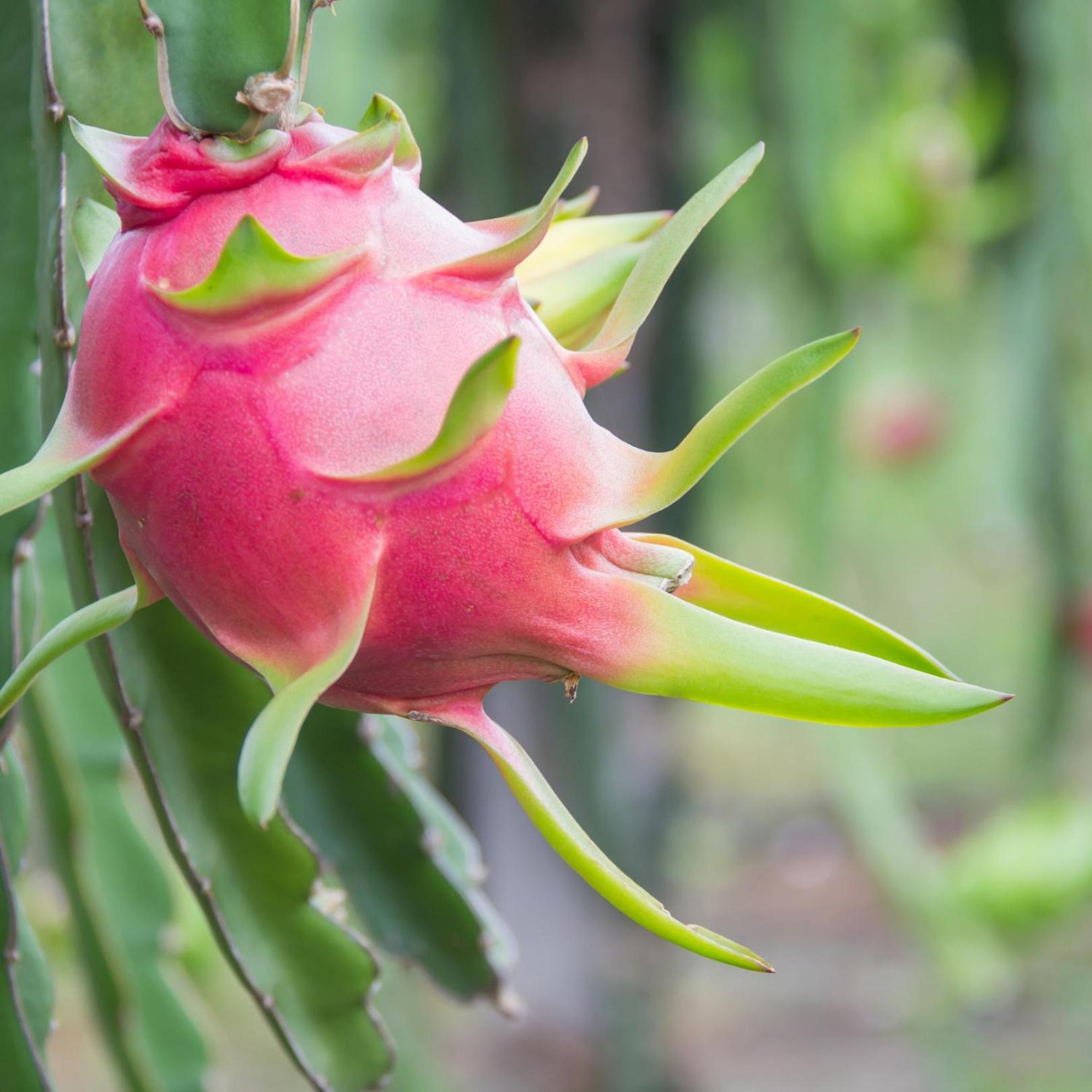 Pitaya Suítes