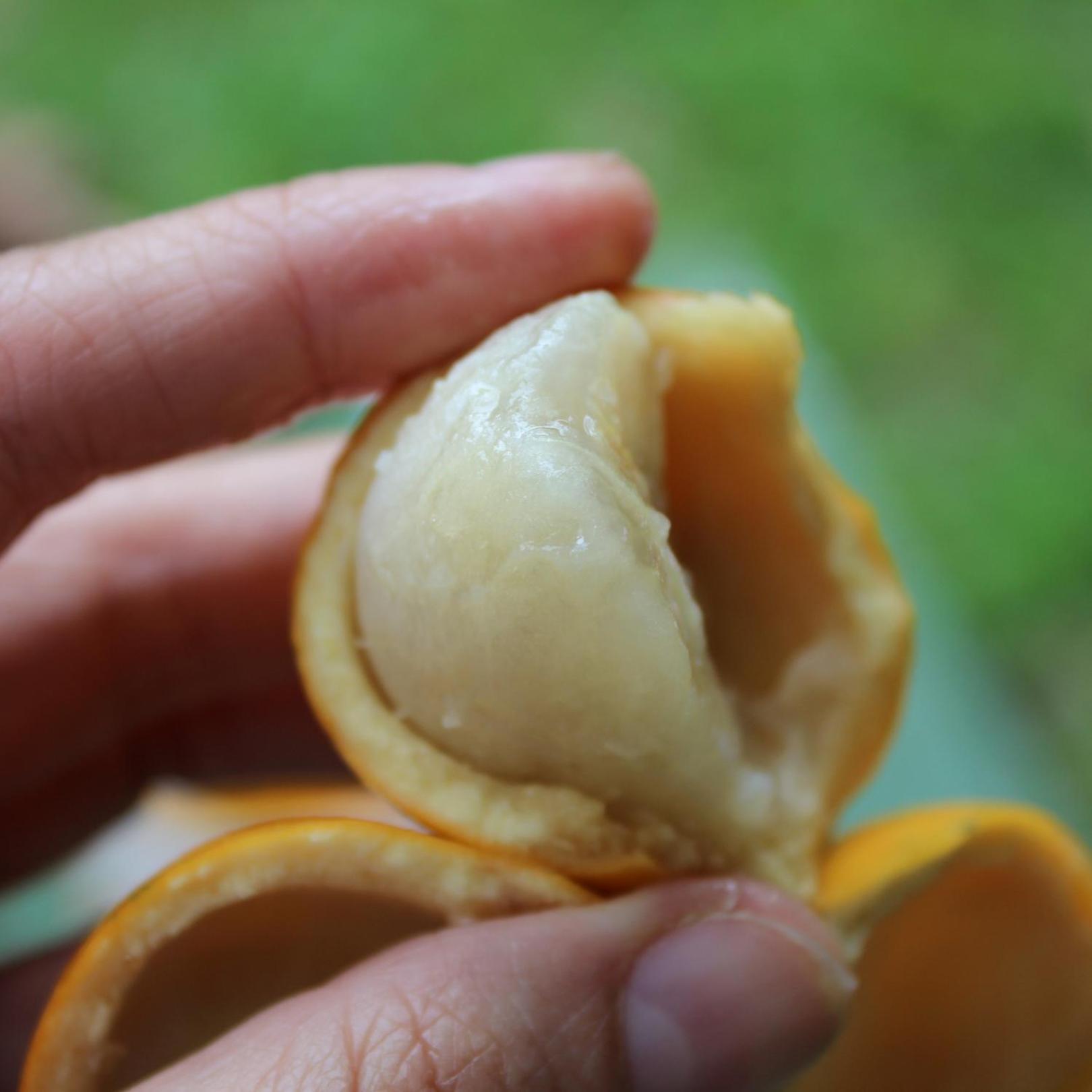 Pitaya Suítes