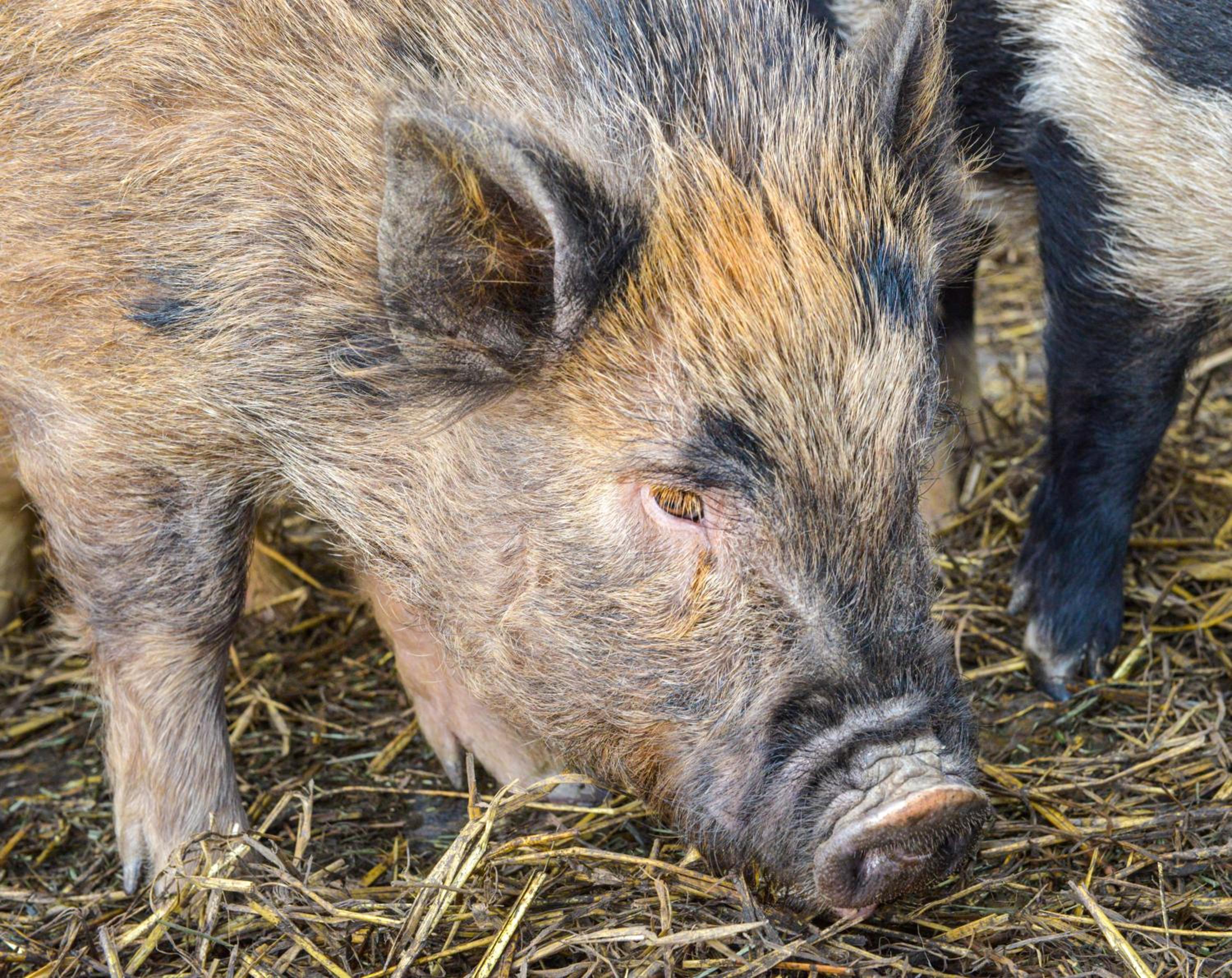 The Old Milking Parlour Flyingpiglets