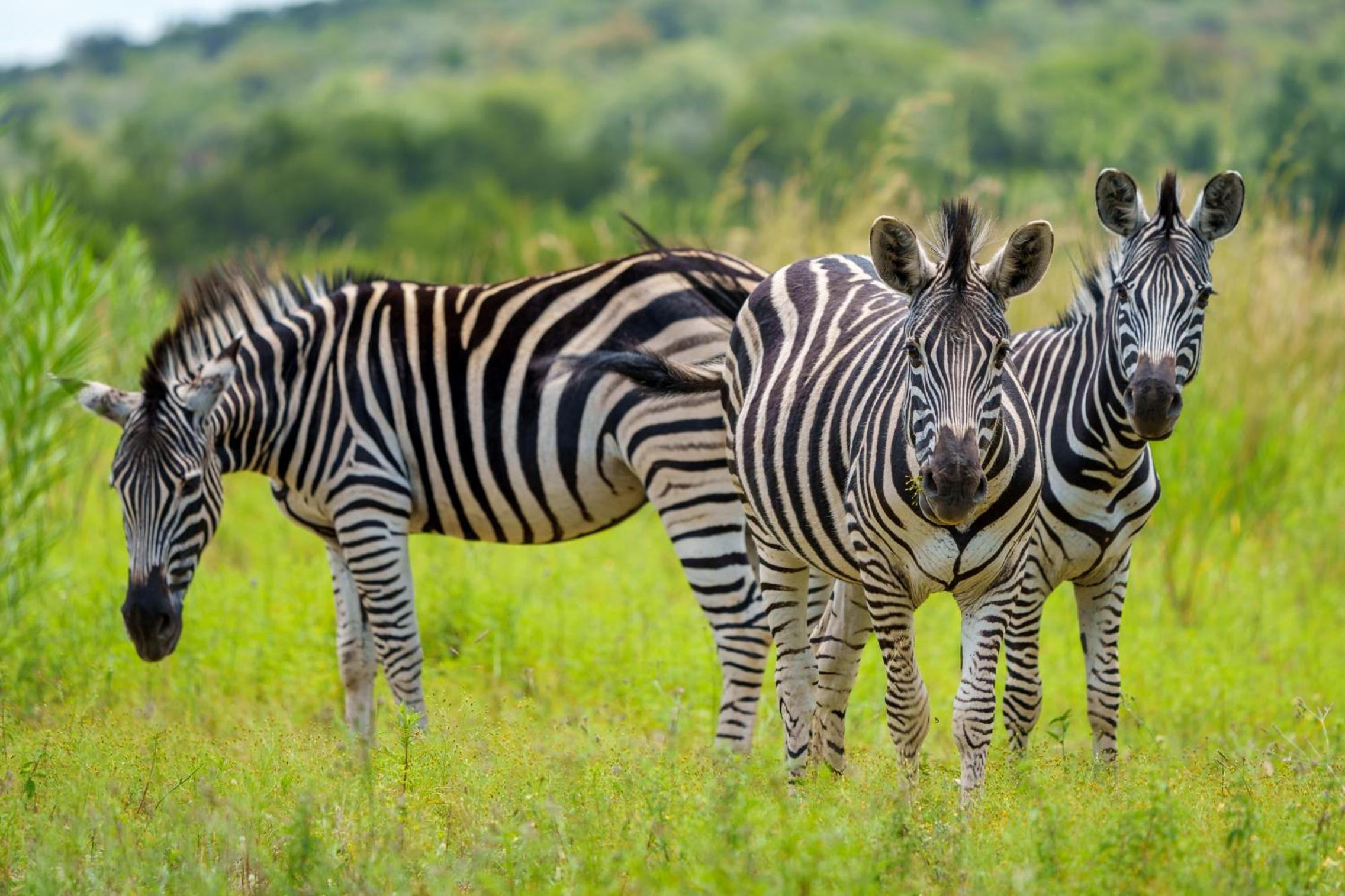 Zebras Crossing