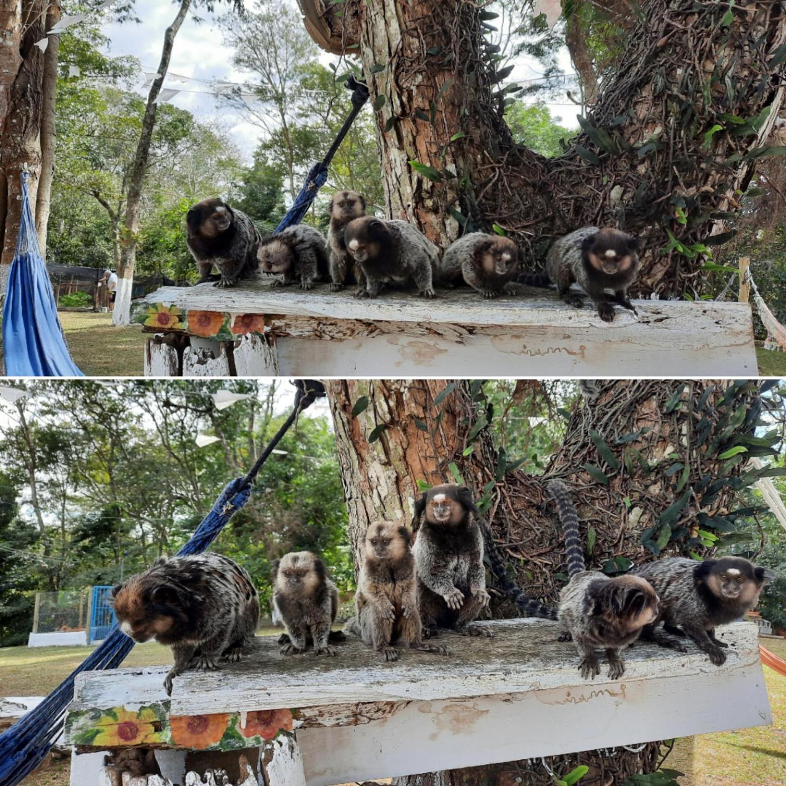 Hospedagem Chalé pousada Chácara Cantinho do Mozão