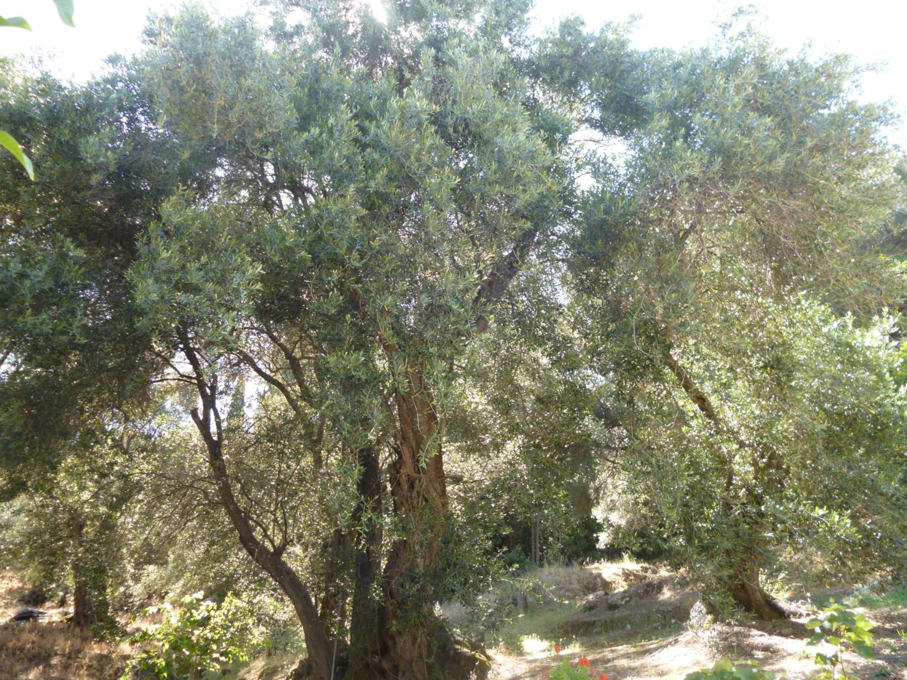 Photo 20