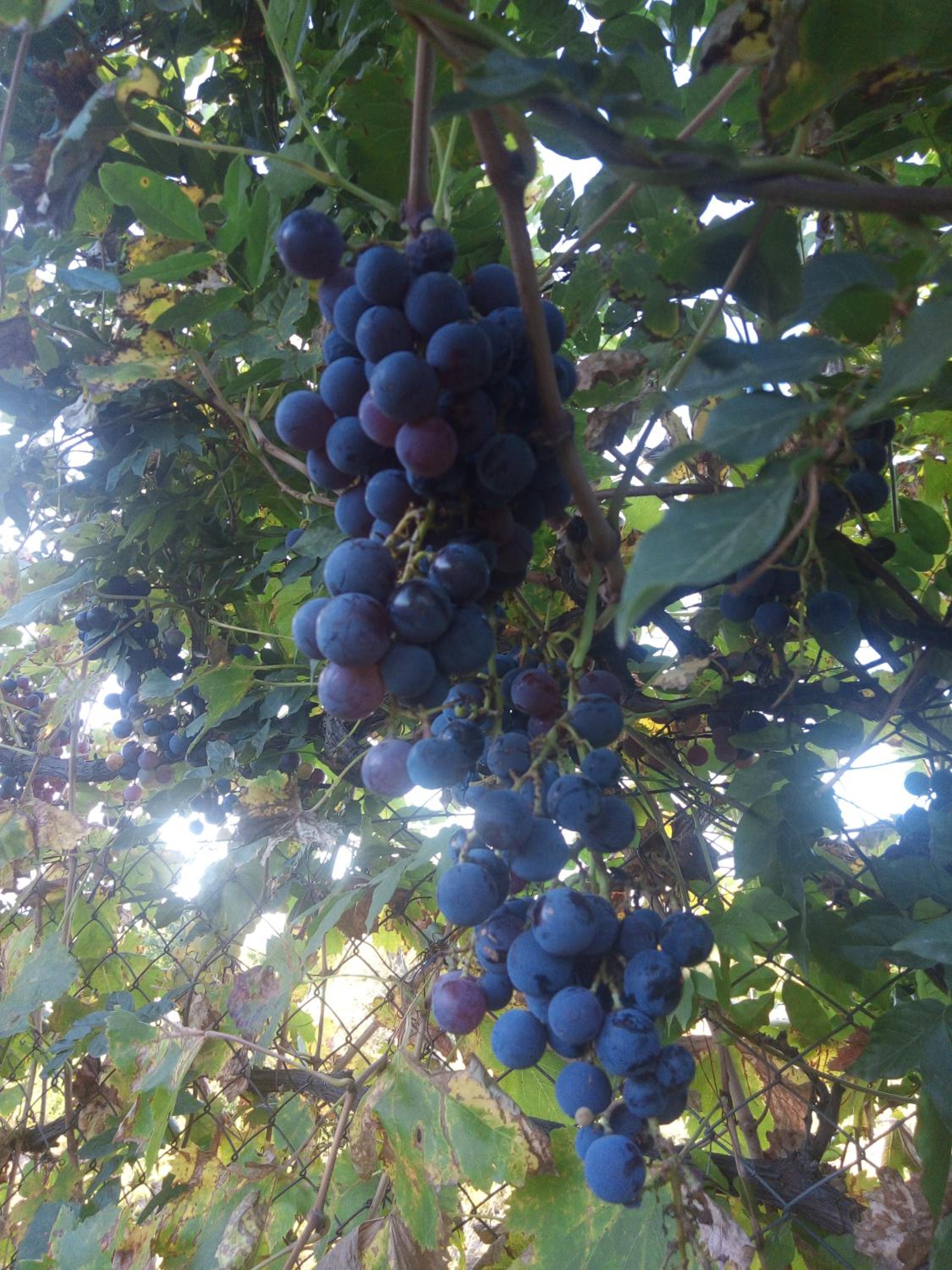 Loft Los Cerezos en VISTALBA, zona de viñedos y bodegas