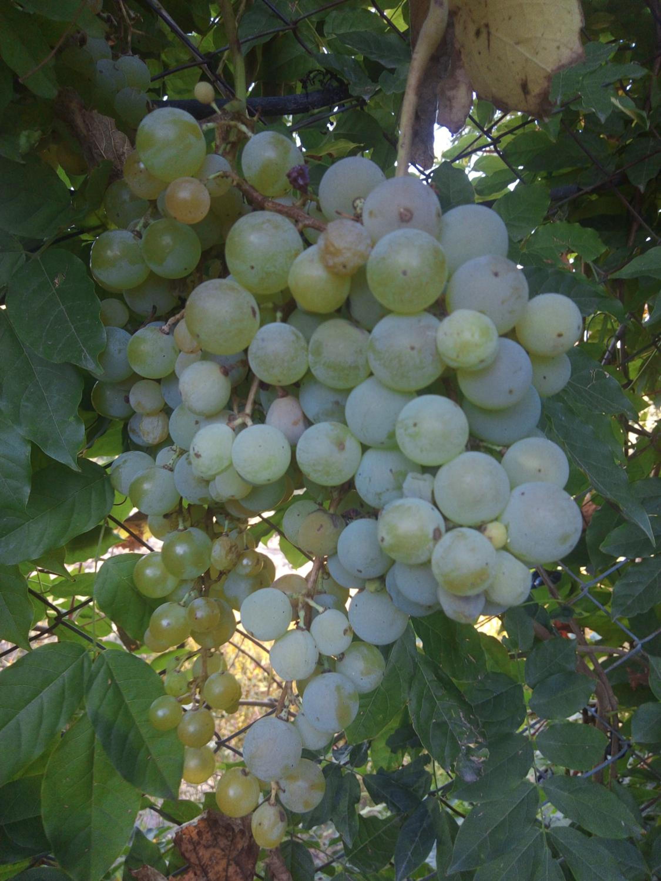 Loft Los Cerezos en VISTALBA, zona de viñedos y bodegas