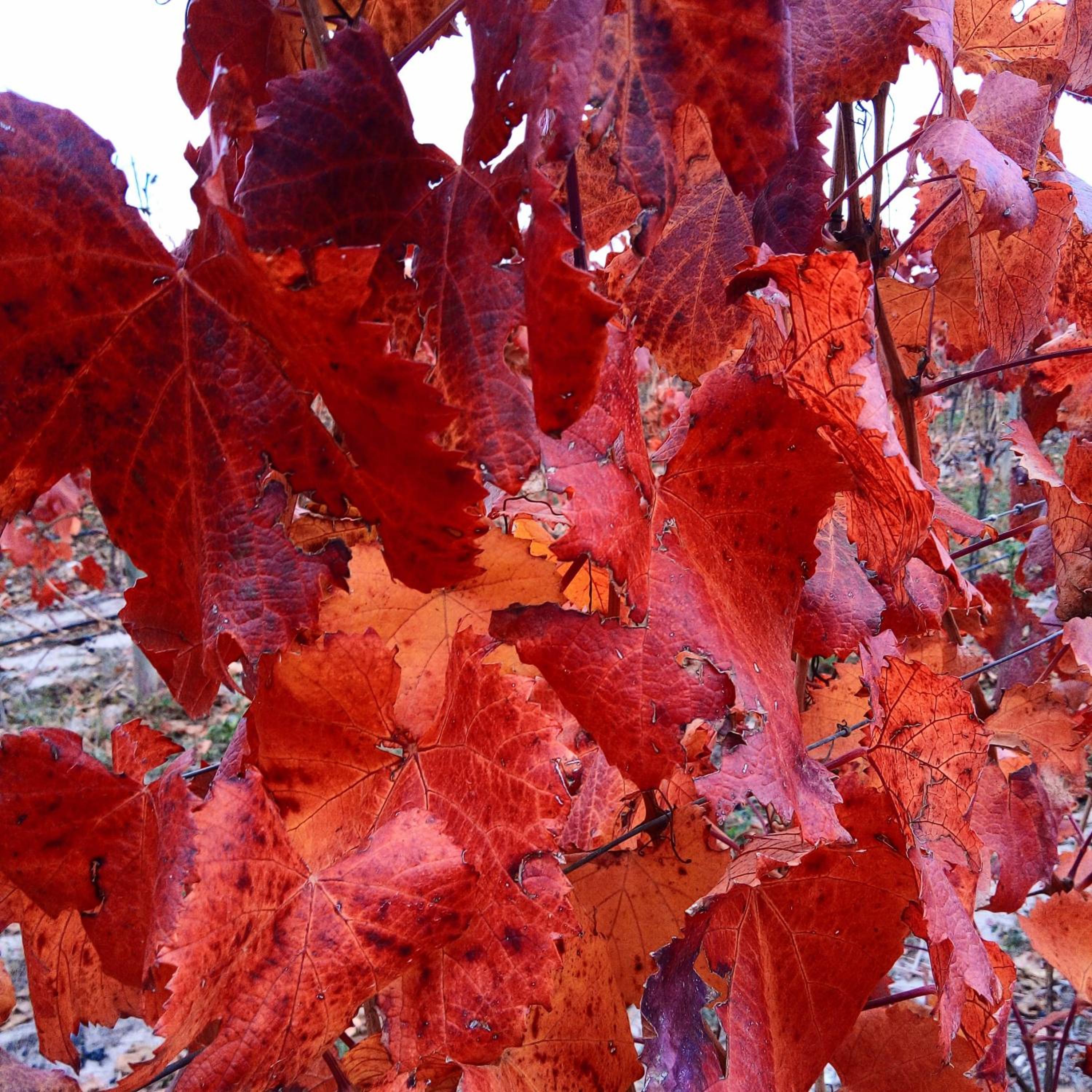 Loft Los Cerezos en VISTALBA, zona de viñedos y bodegas