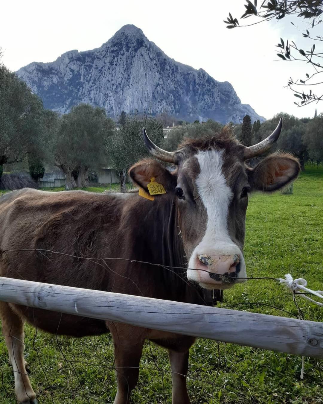 Pie' d'Ulivo