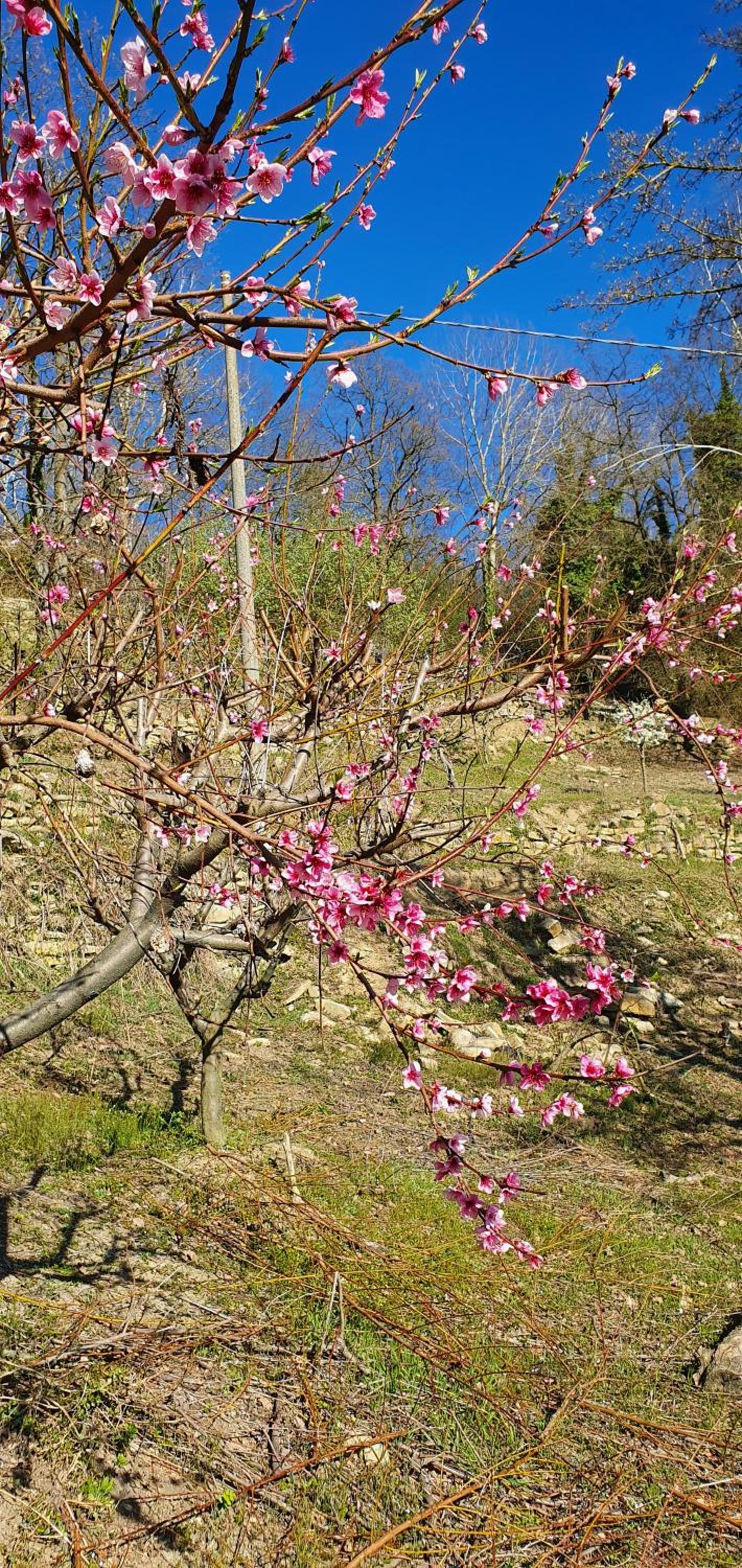 LANGHE PARADISOT