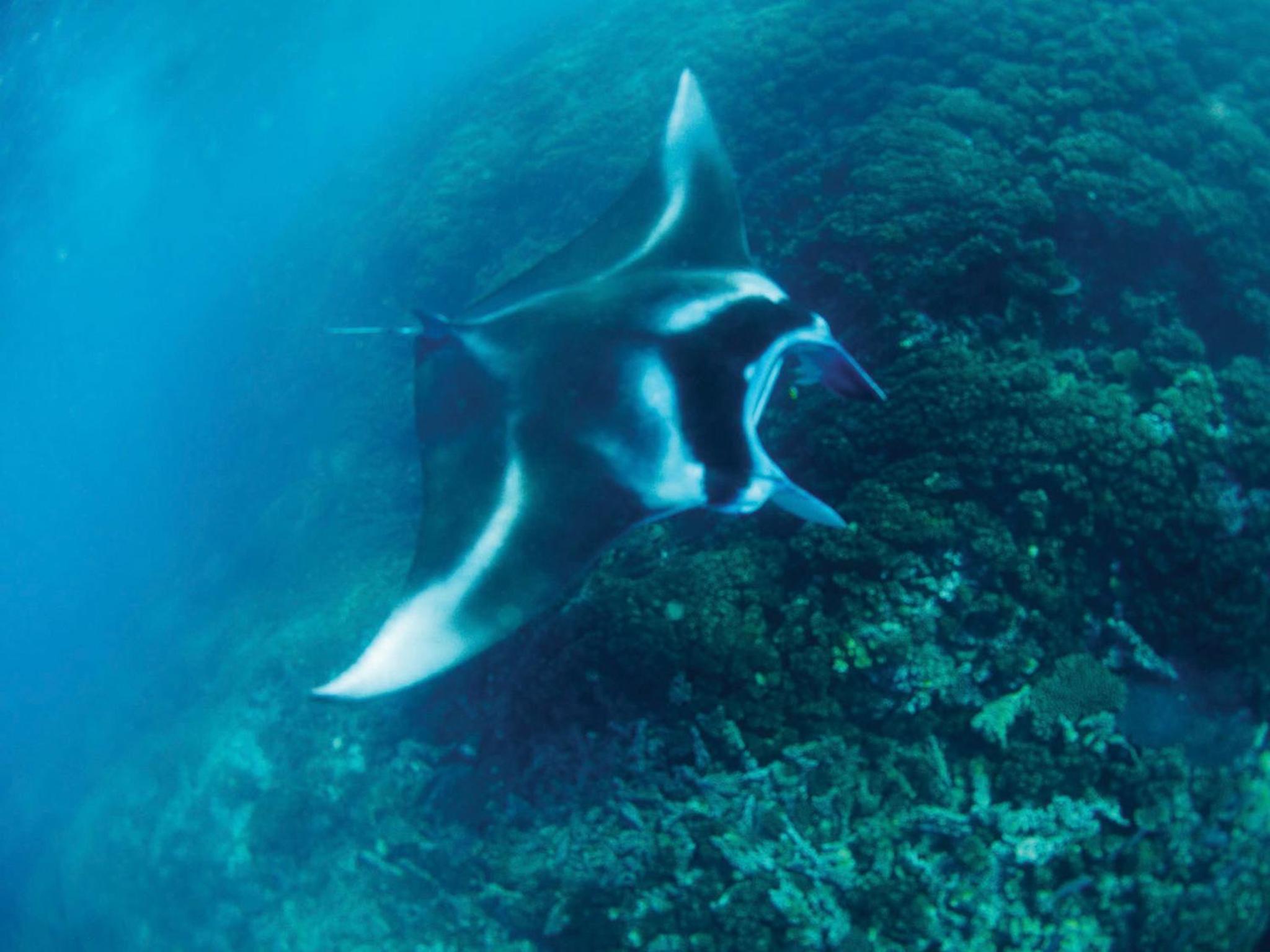 Mantaray Island Resort