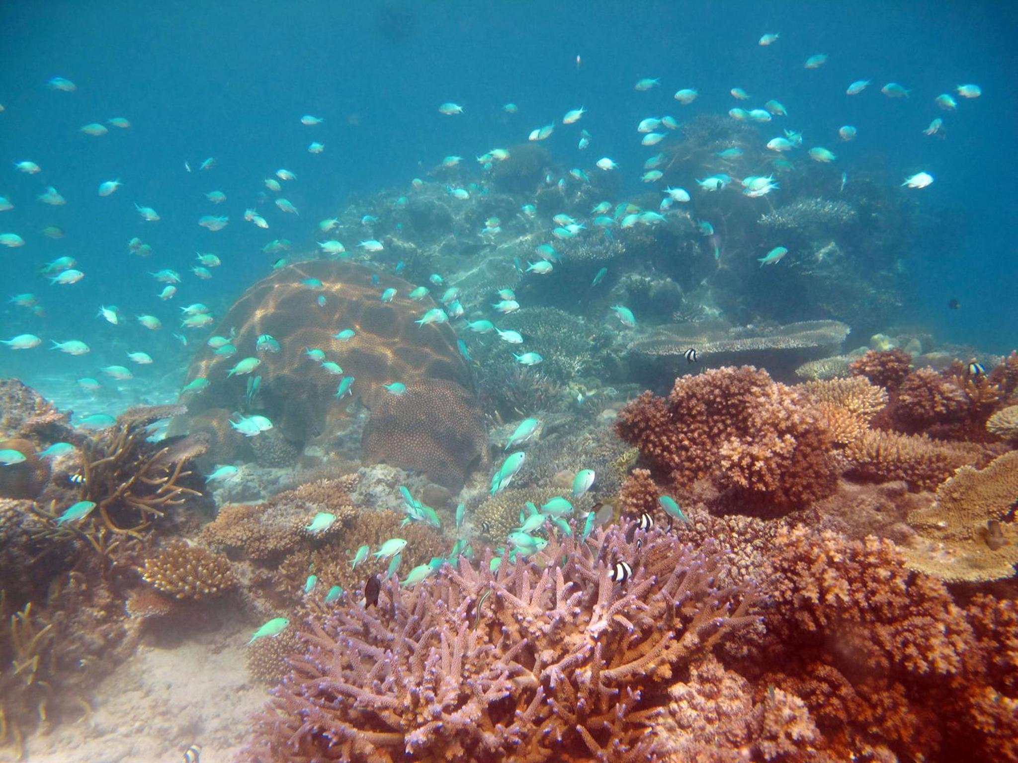 Mantaray Island Resort - view 18