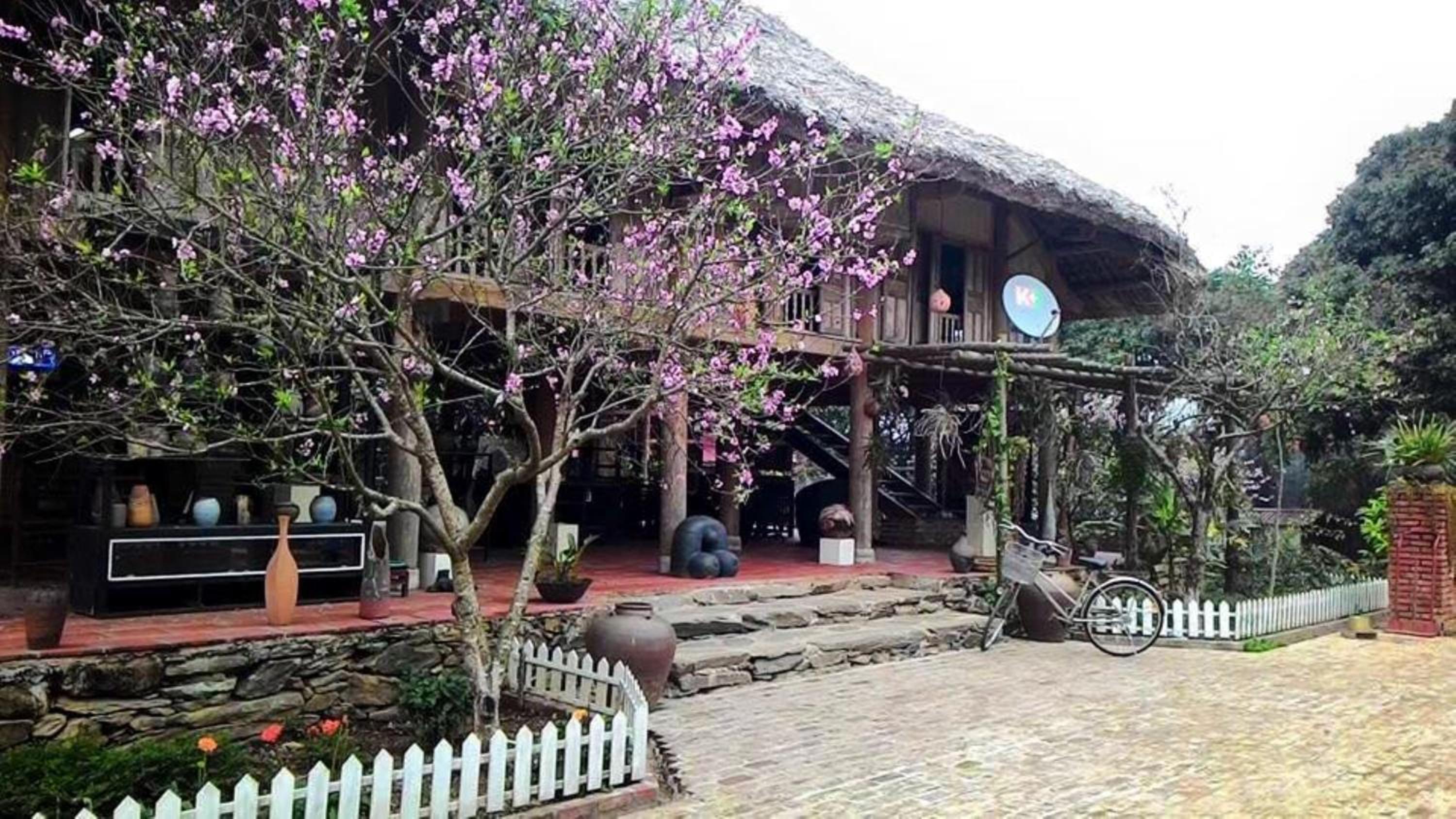 Hoa Mai Viên Sóc Sơn - Venue Travel