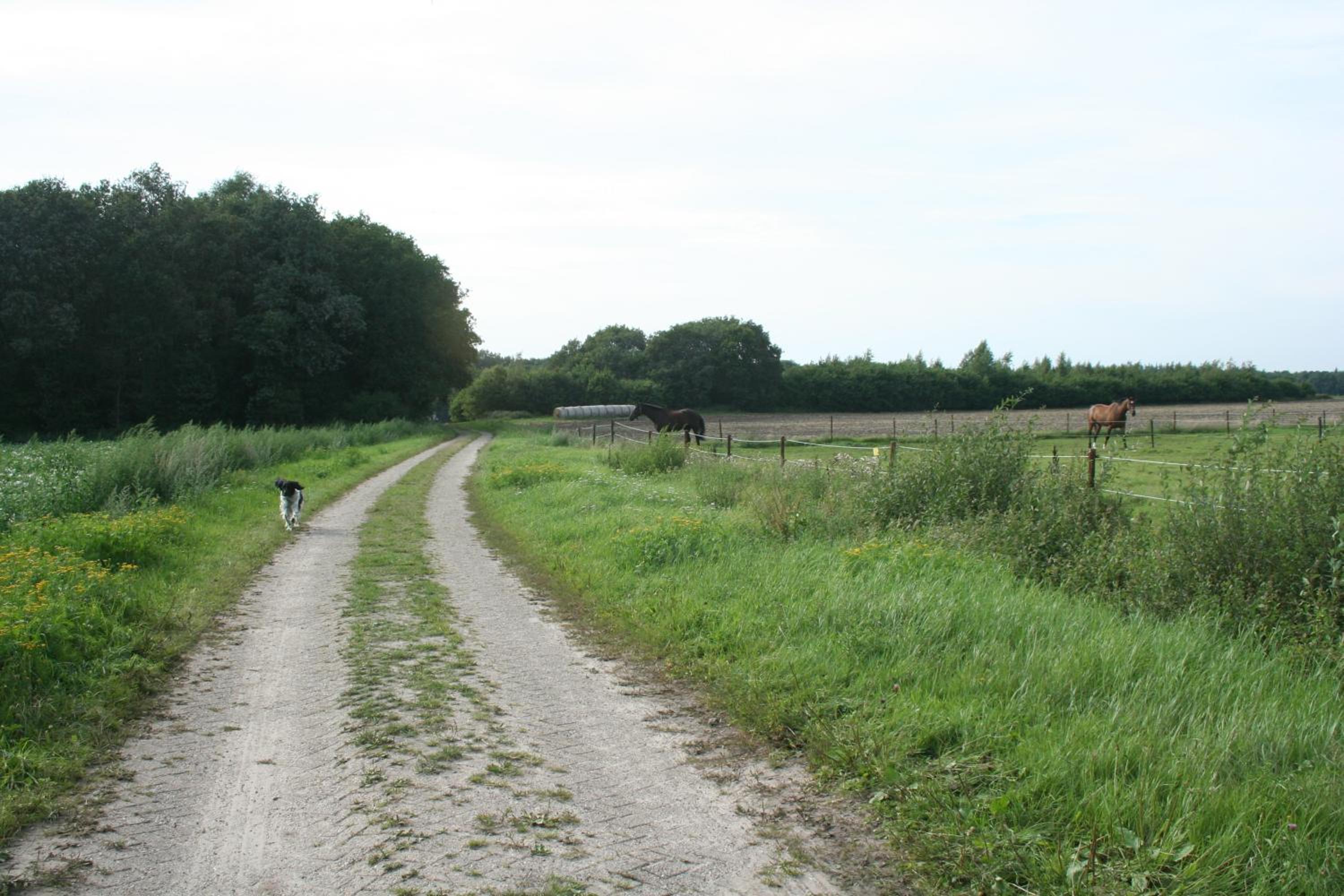 B&B De Drentse Es, photo 20