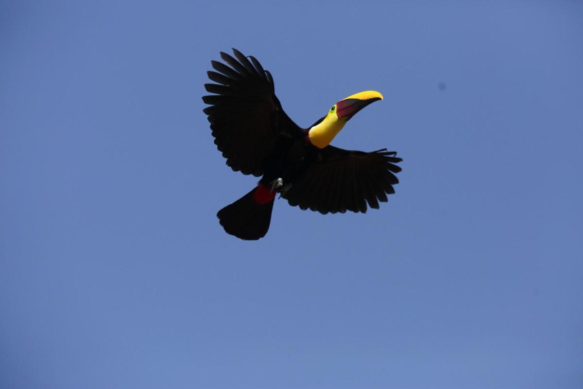 Toucan Escape