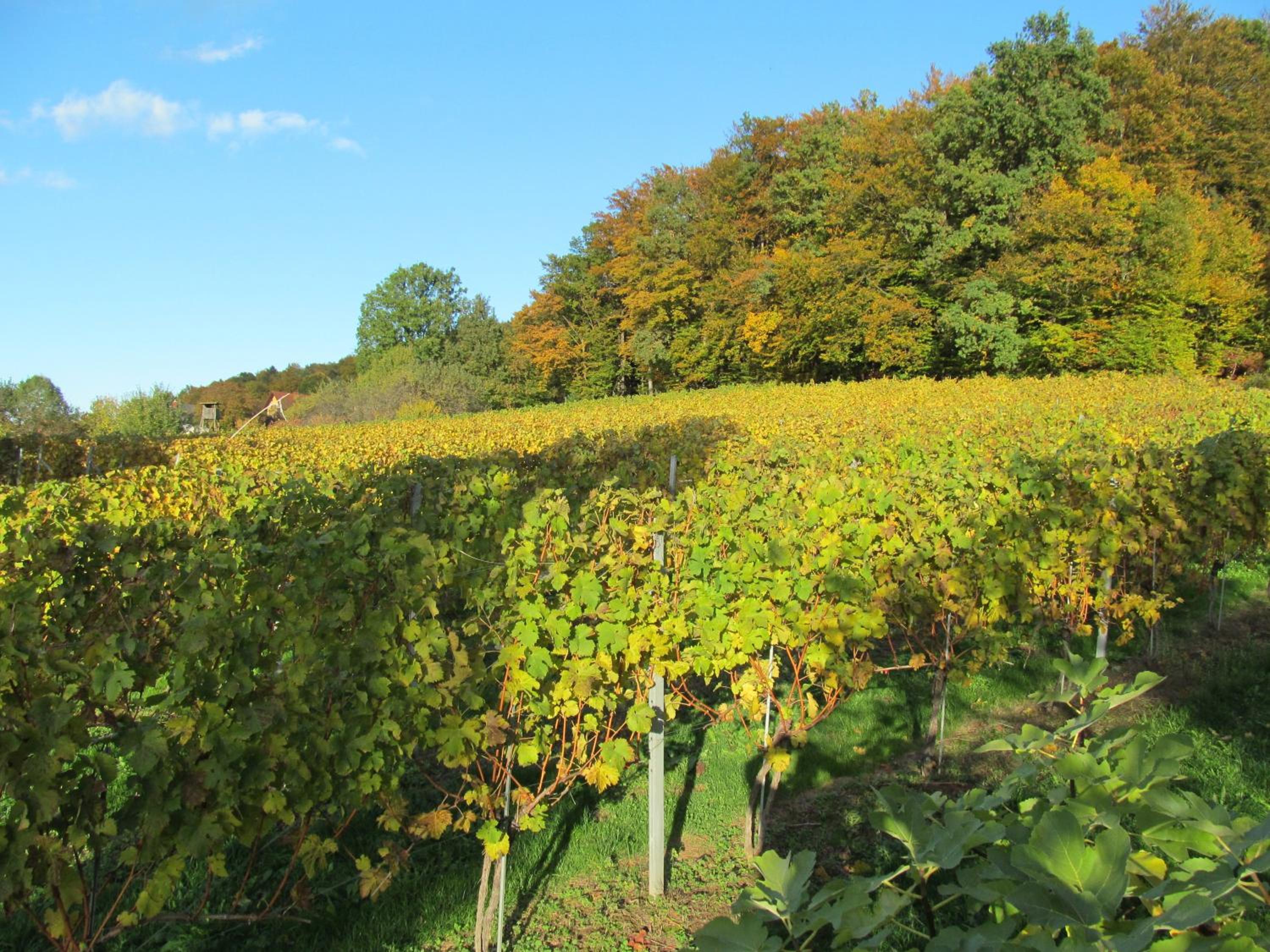 Appartement Weingut Schoberhof