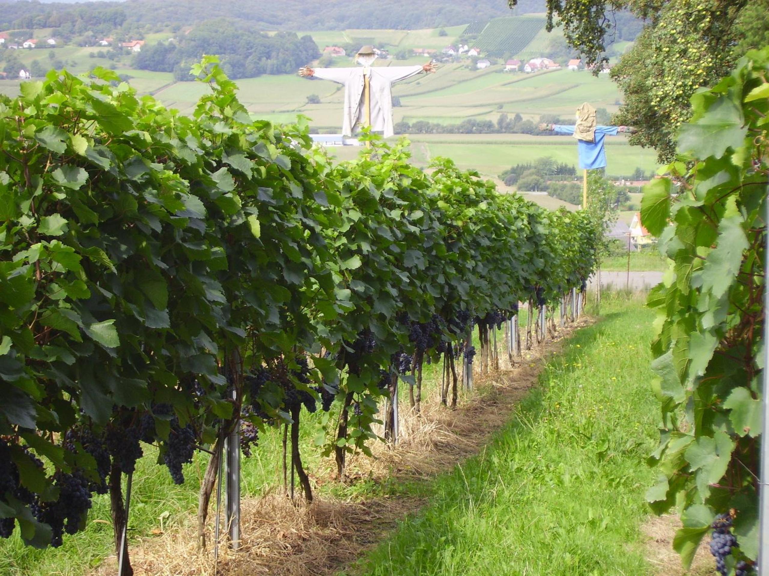 Appartement Weingut Schoberhof