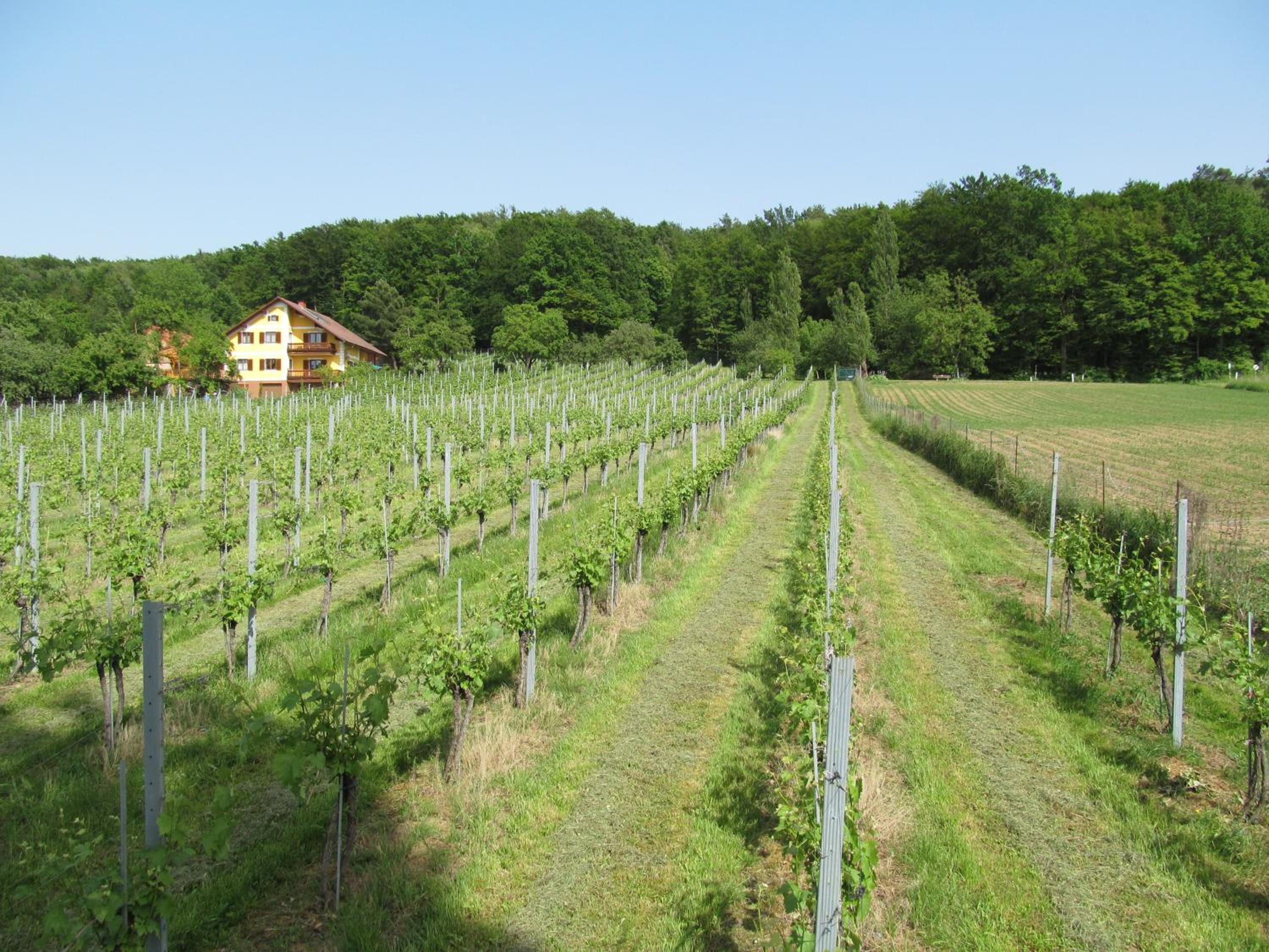Appartement Weingut Schoberhof