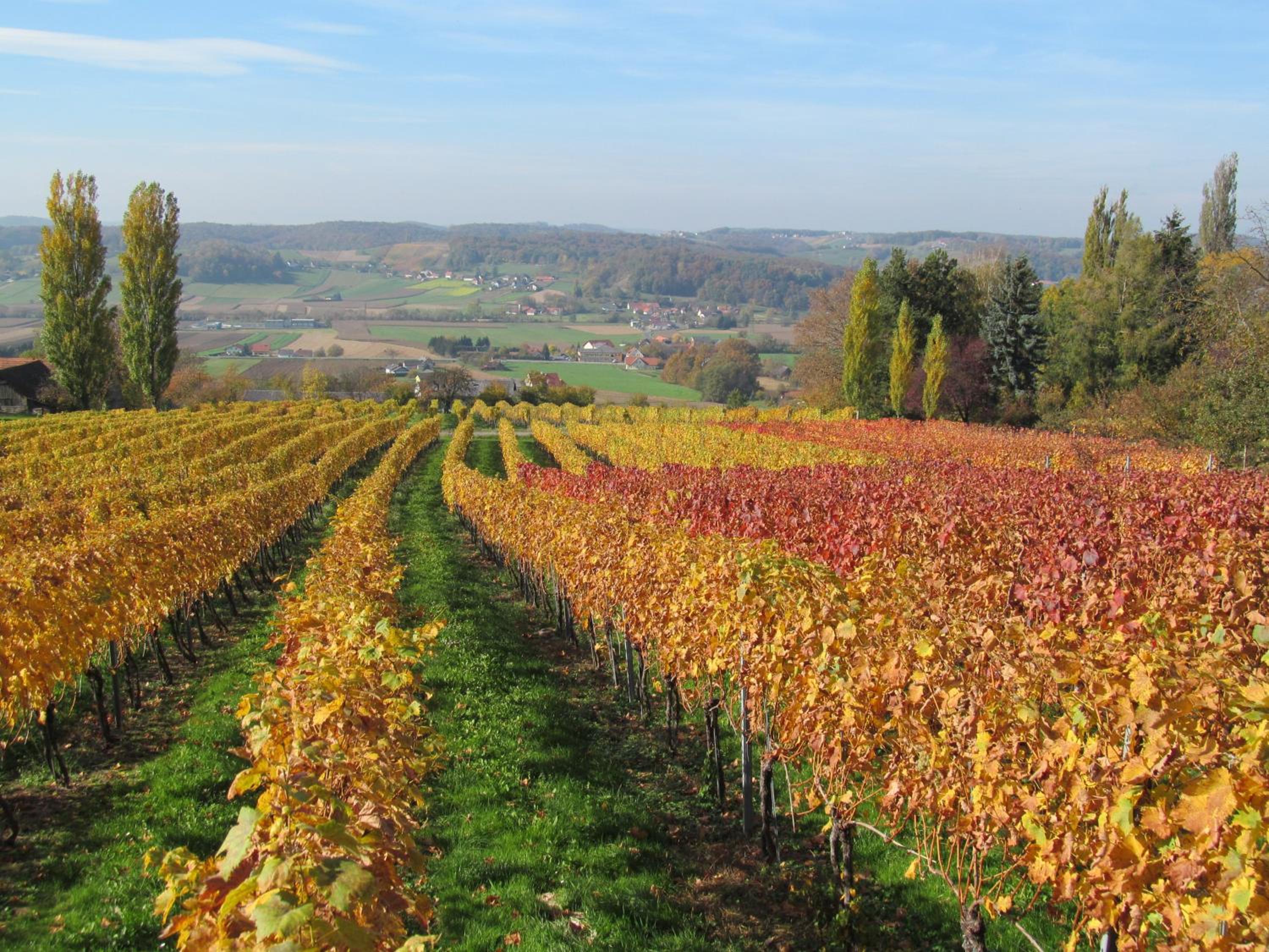 Appartement Weingut Schoberhof