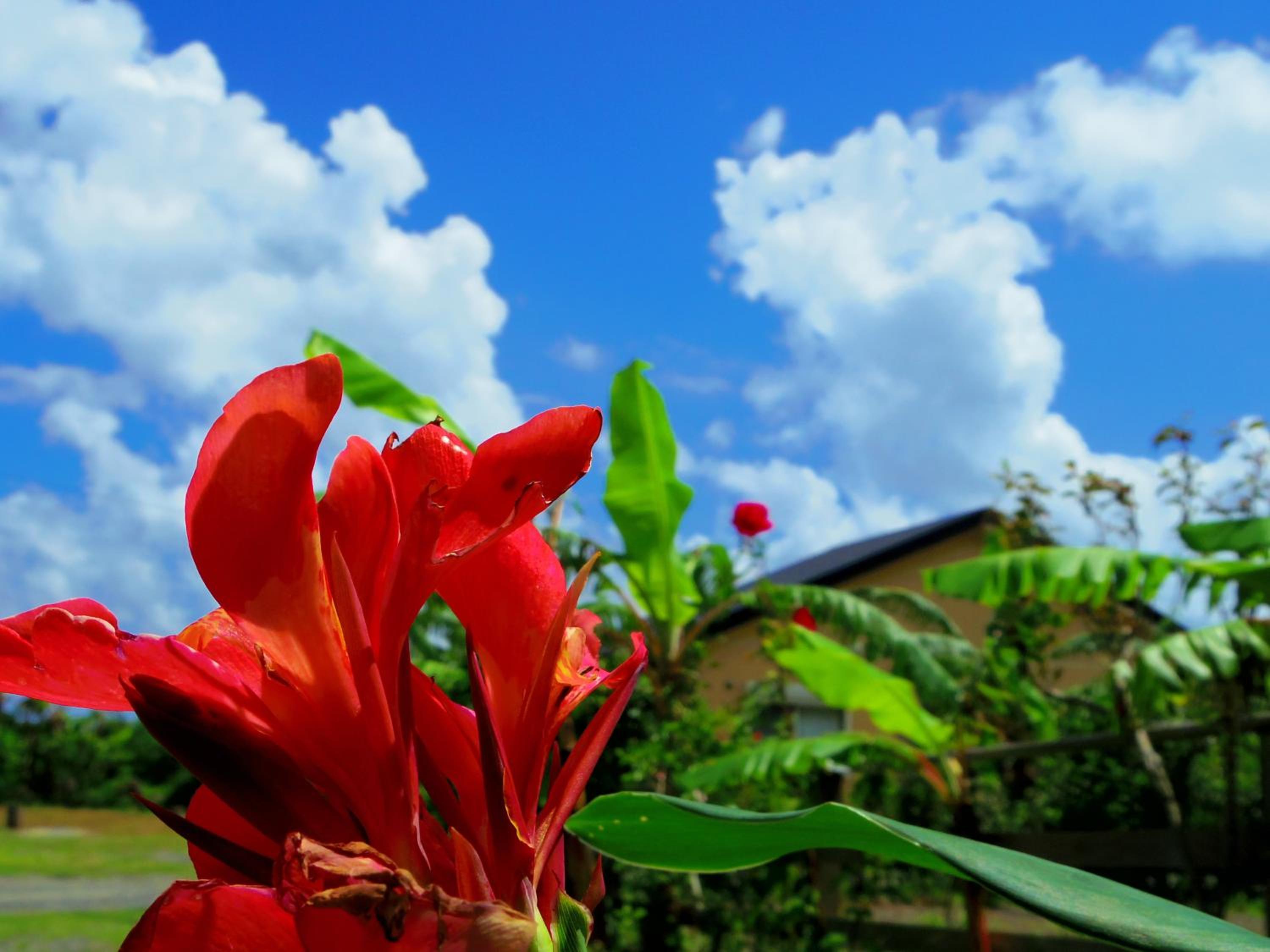 森のフェアリー Cottage Morino Fairy All cotage with open-air bath with sea view or river view