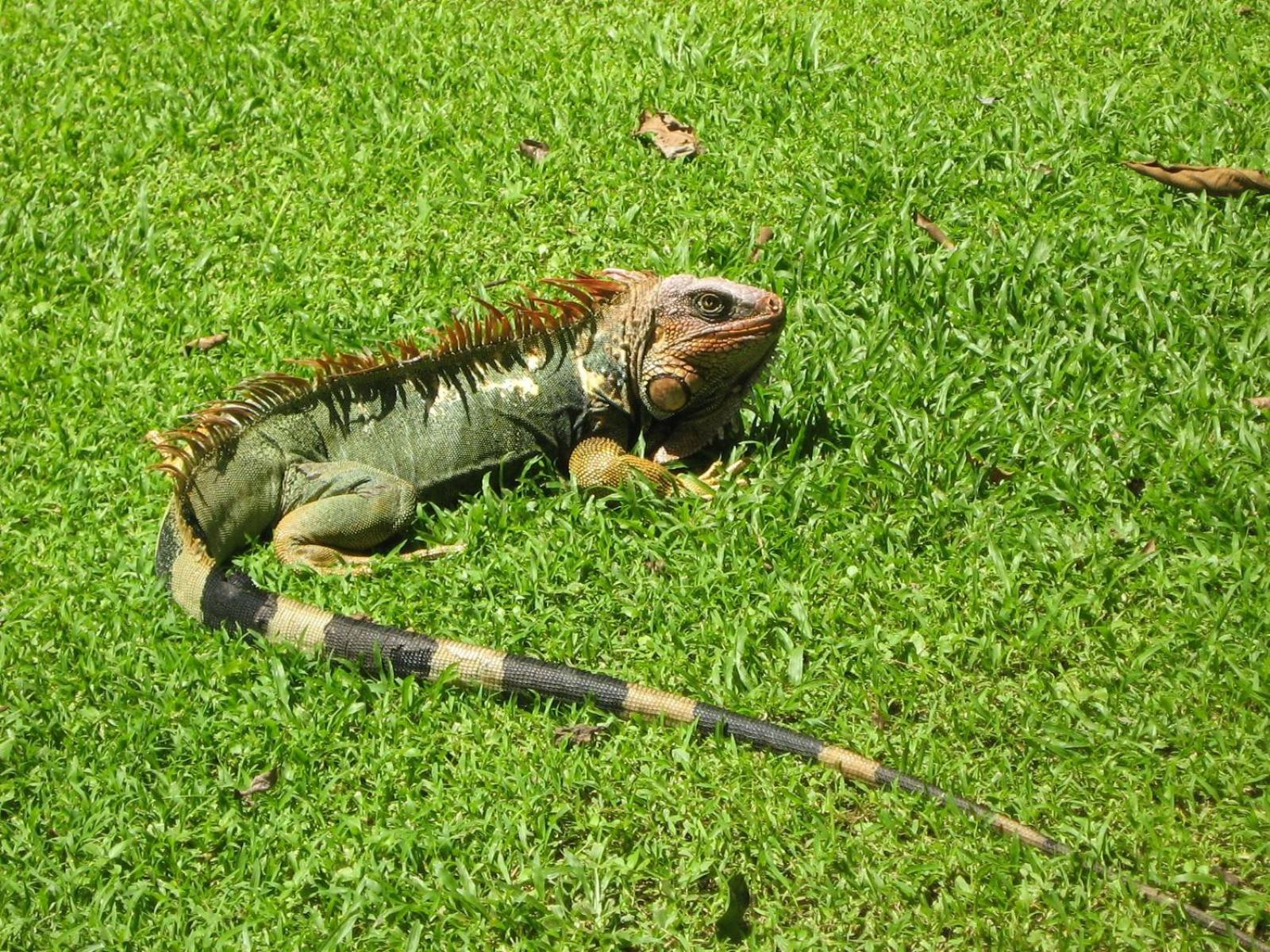 Villa Iguana - Great place & privacy with Jacuzzi & WiFi