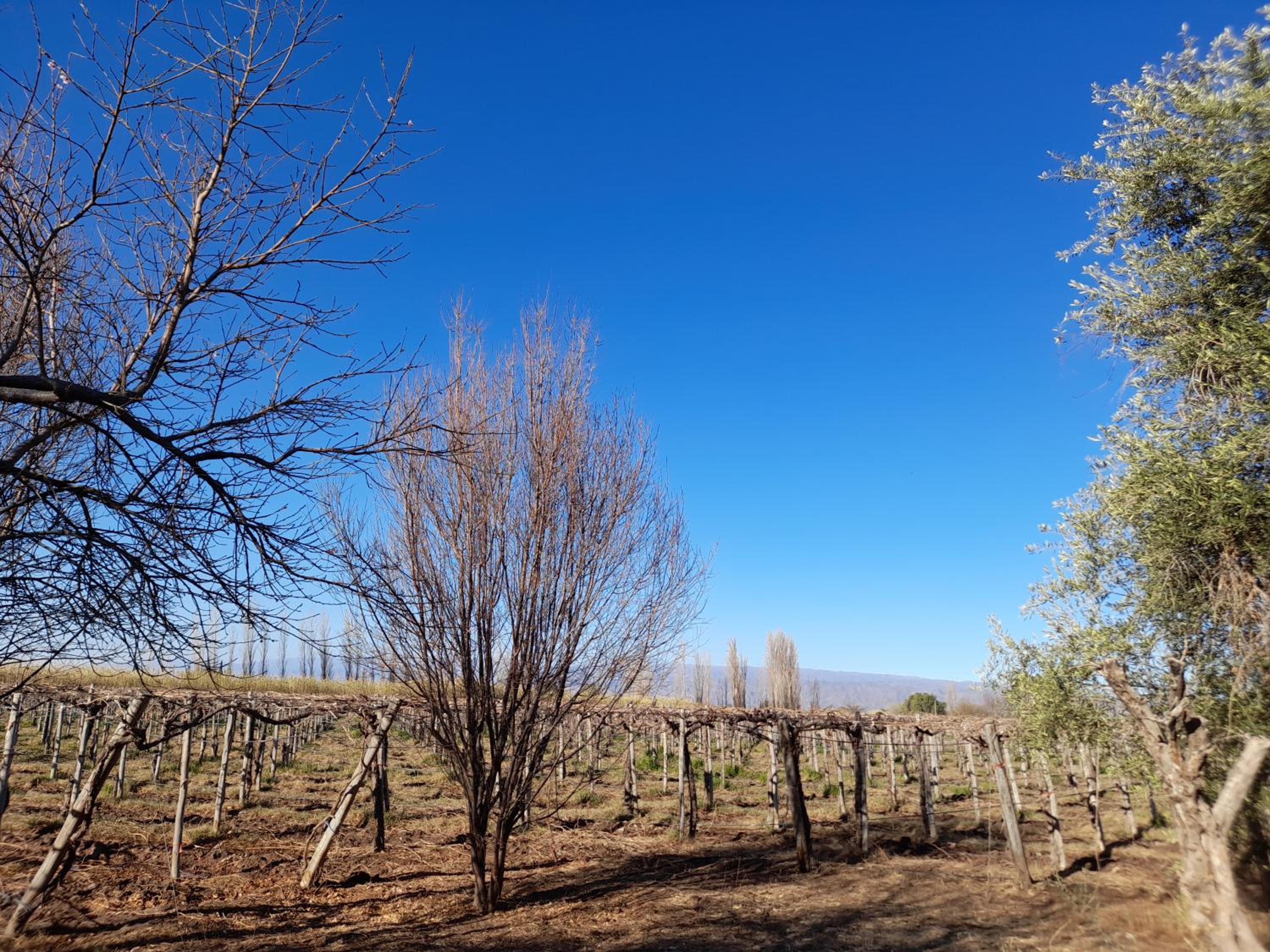 Entre viñas, sol y montañas