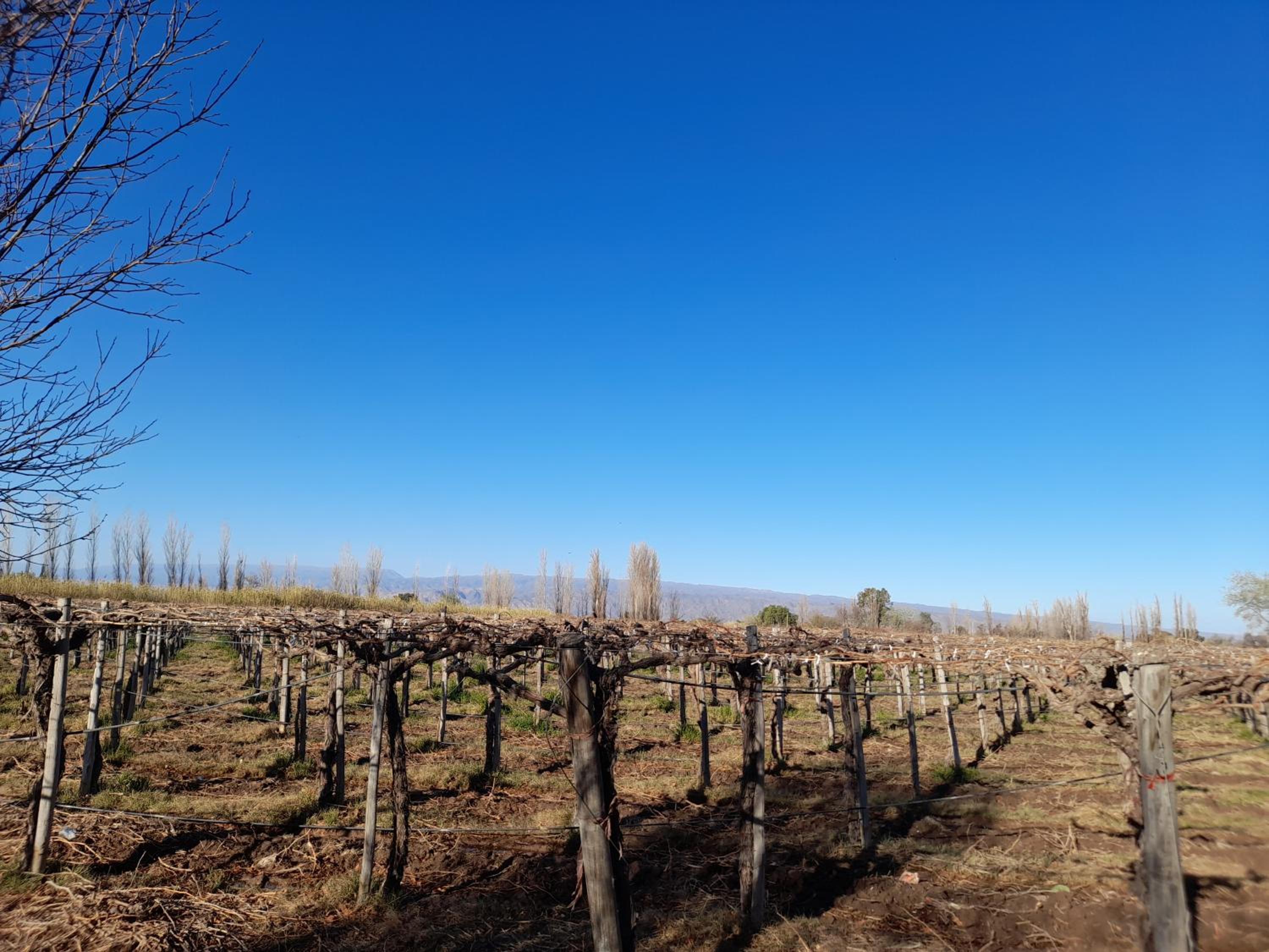 Entre viñas, sol y montañas
