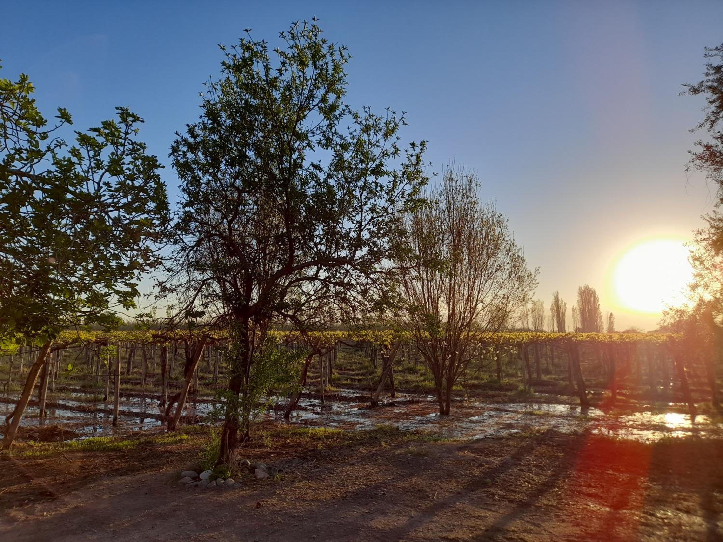 Entre viñas, sol y montañas