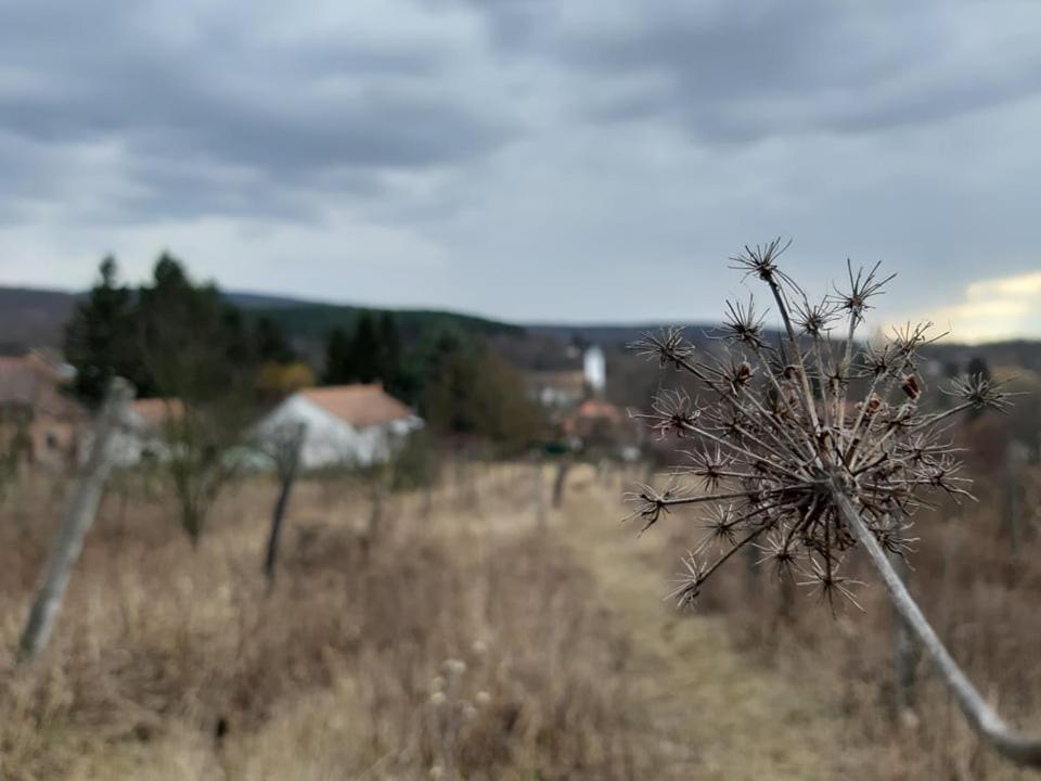 Börzsöny Aranya Vendégház