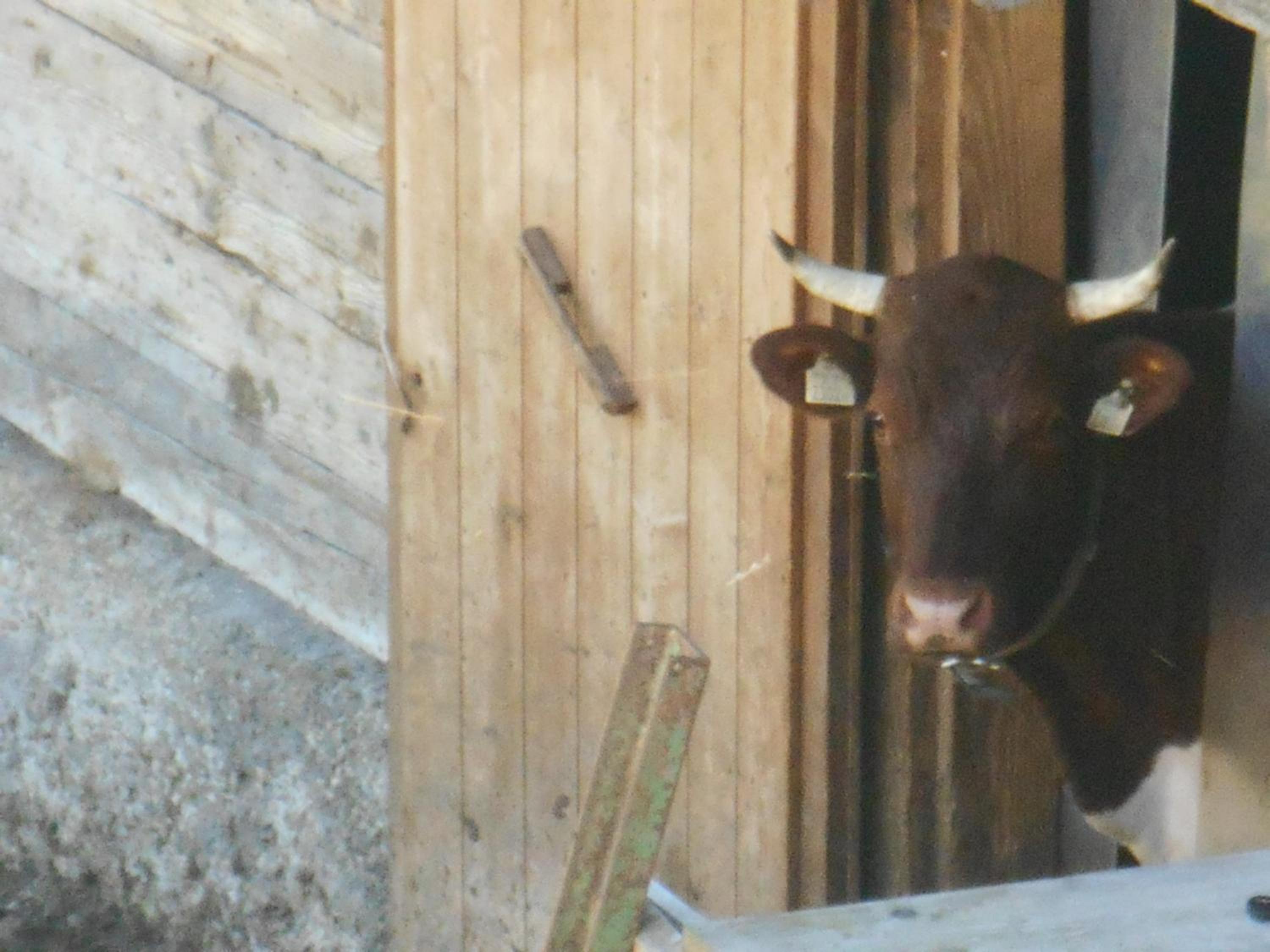 Gasthof Pesbichl