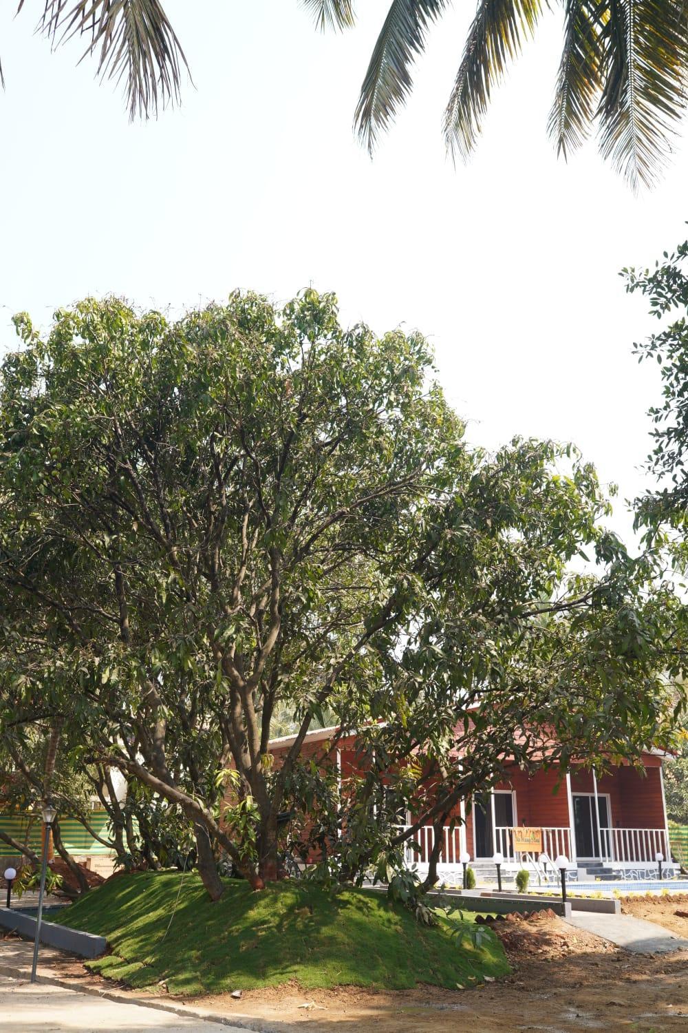 The Mango Leaf Homestay view 5