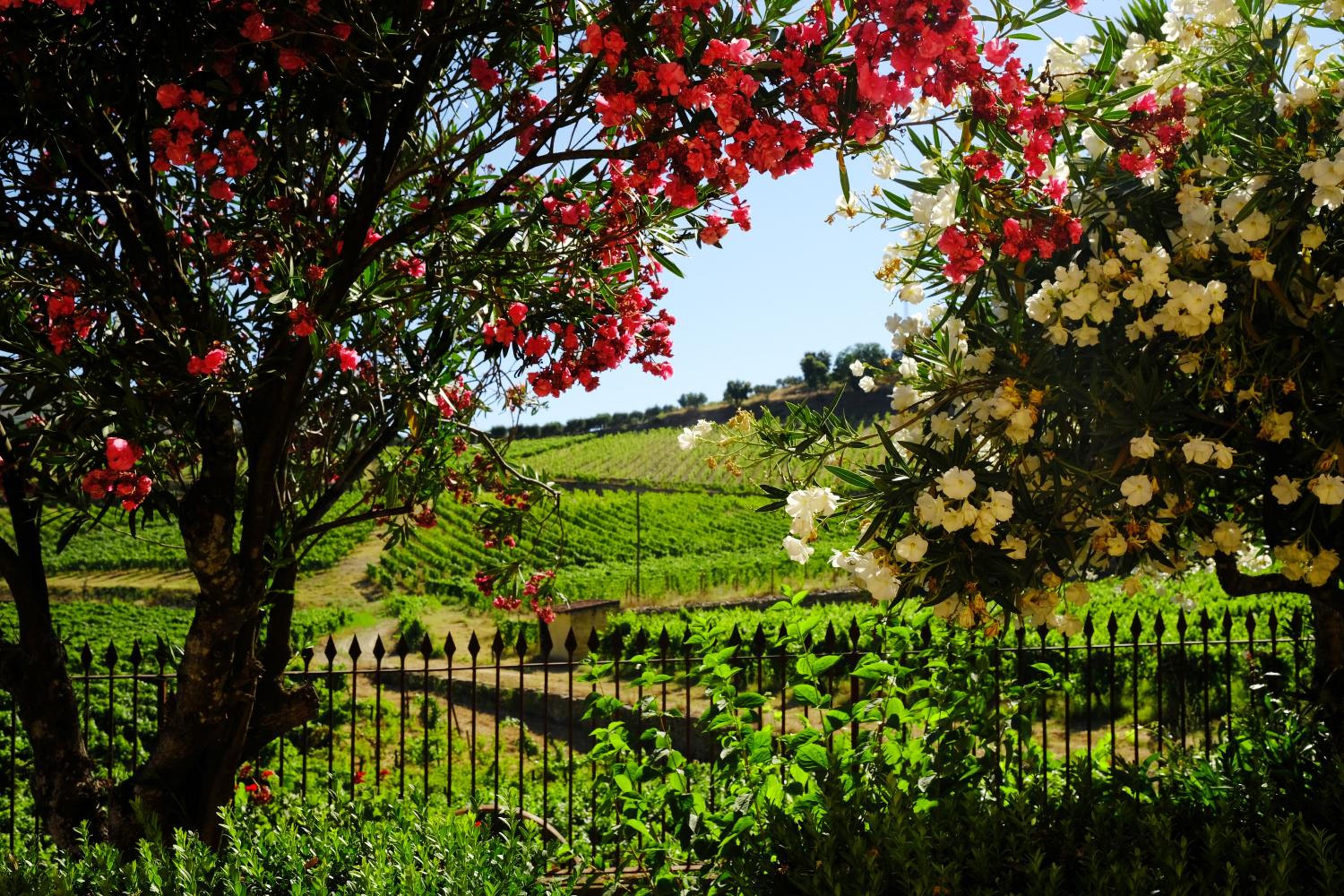 Quinta do Monte Travesso - Country Houses & Winery view 5