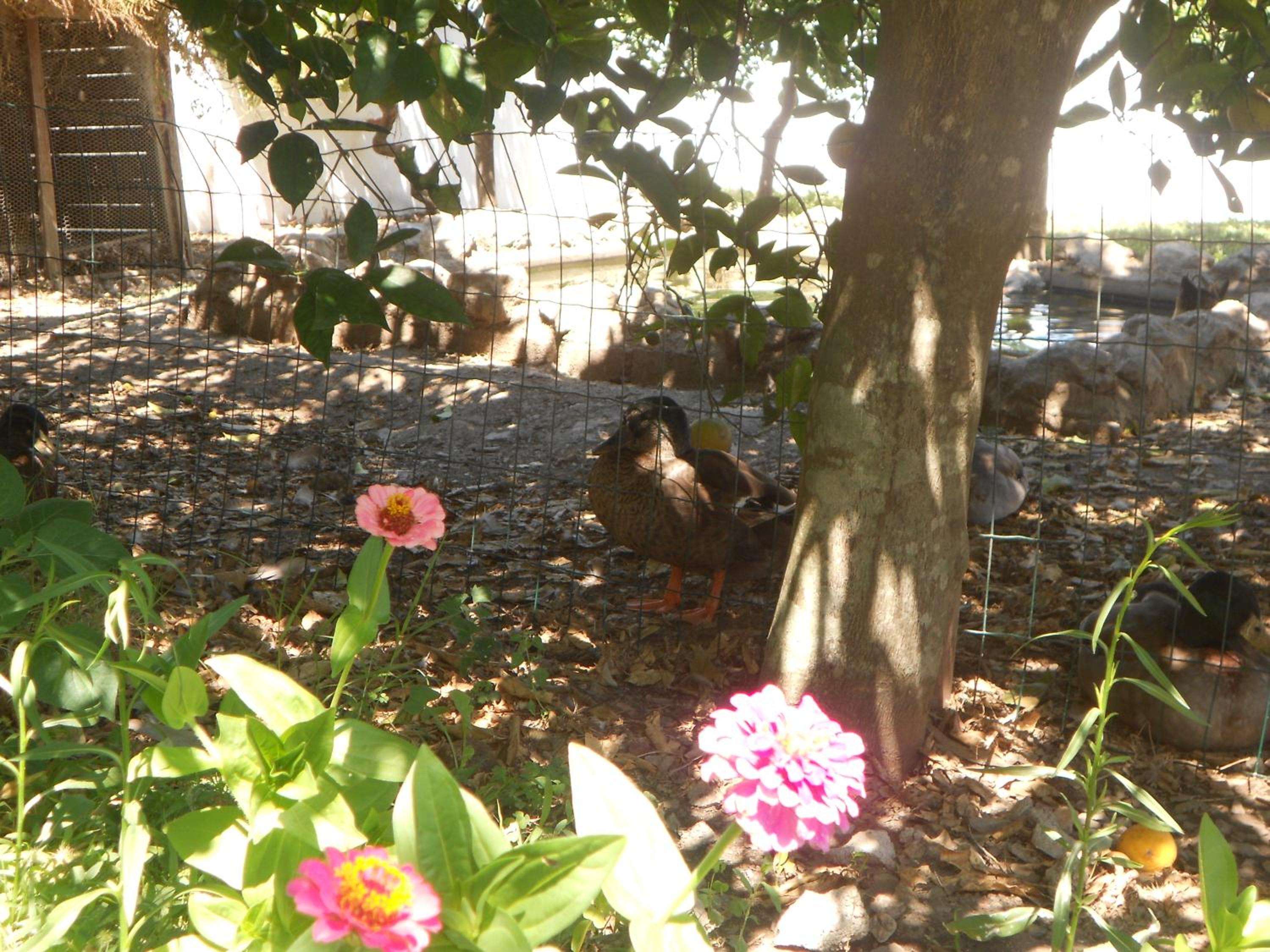 Photo 61