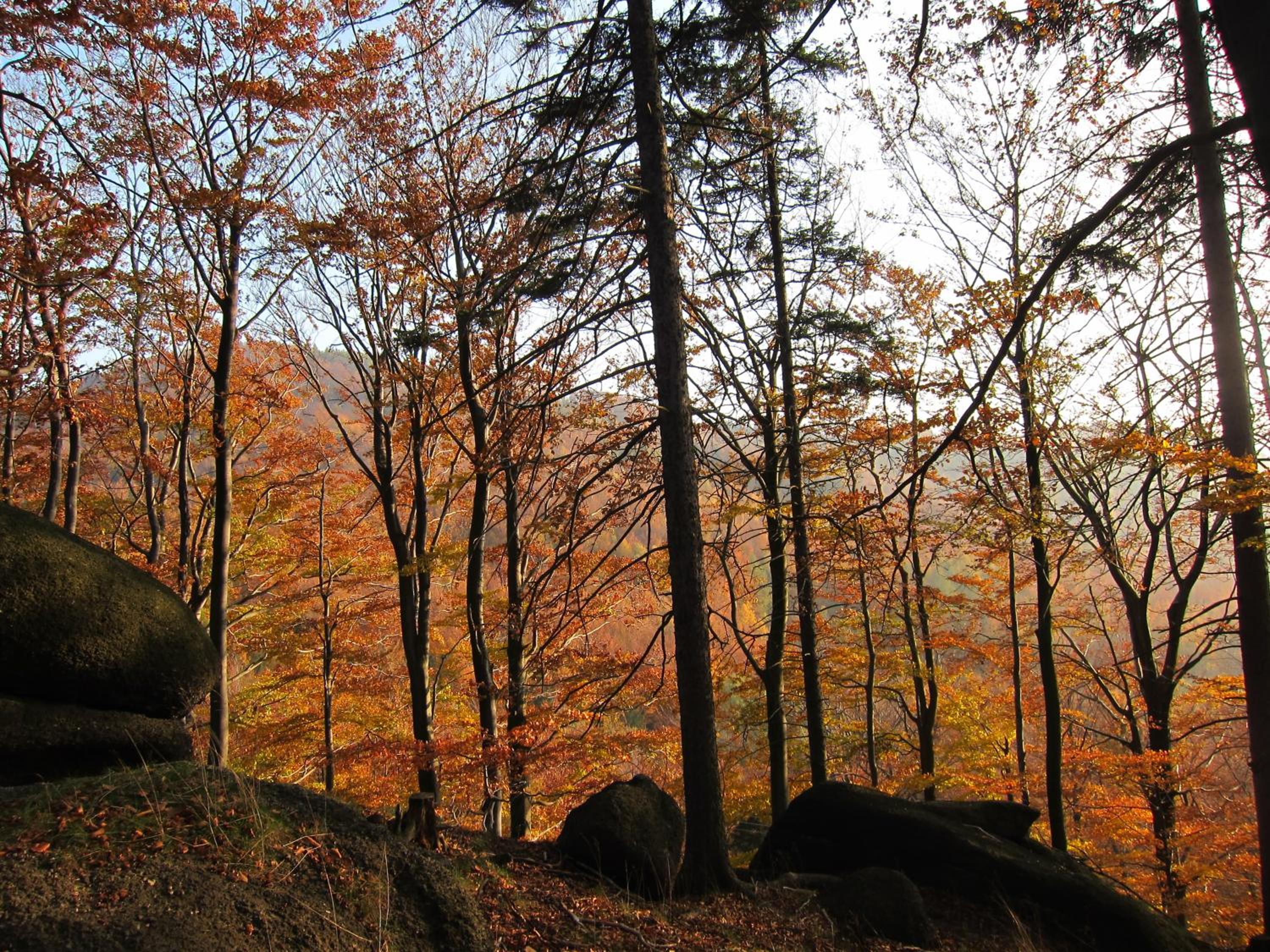 Penzion Bazalka