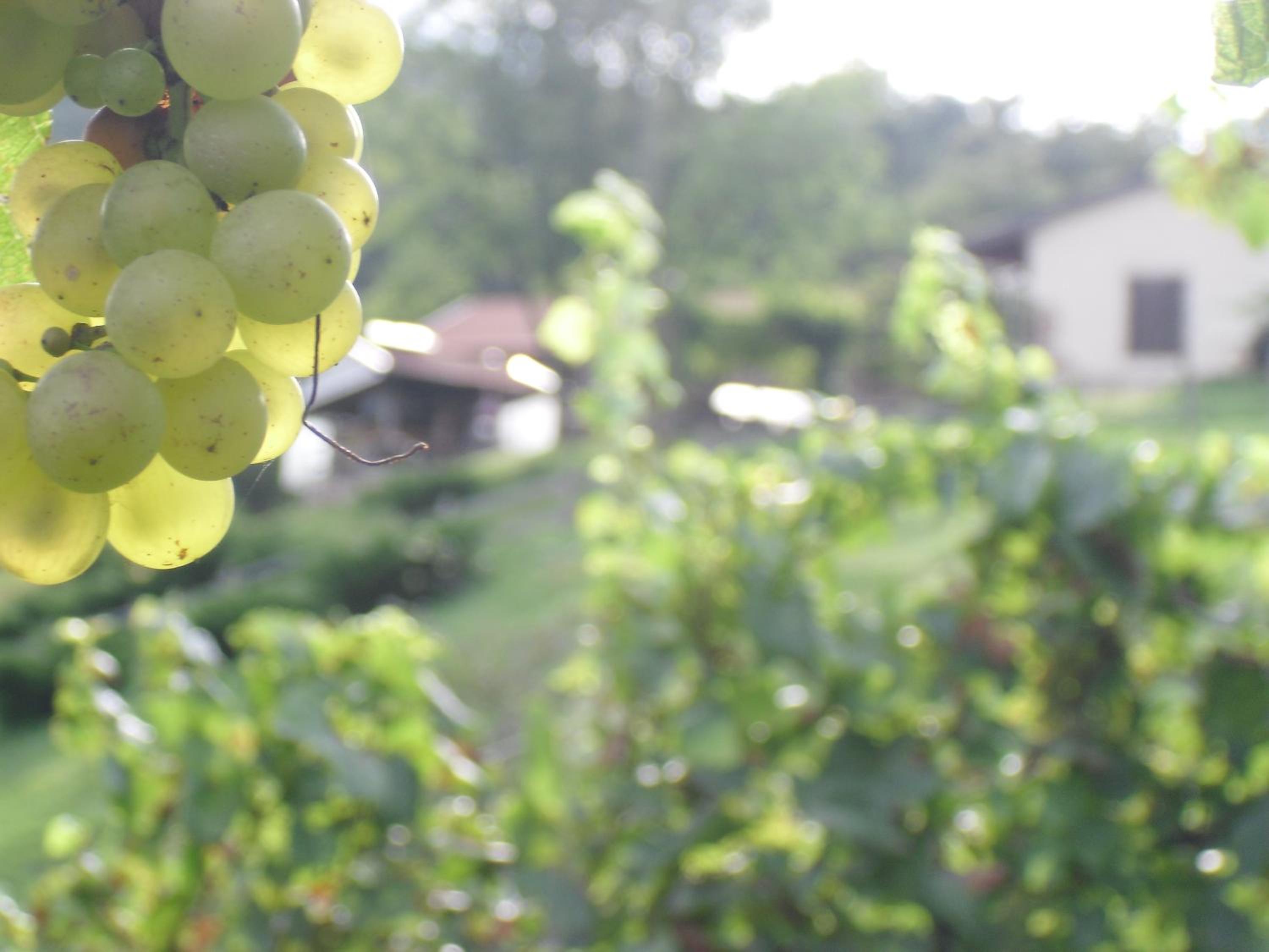 Agriturismo Cornolade