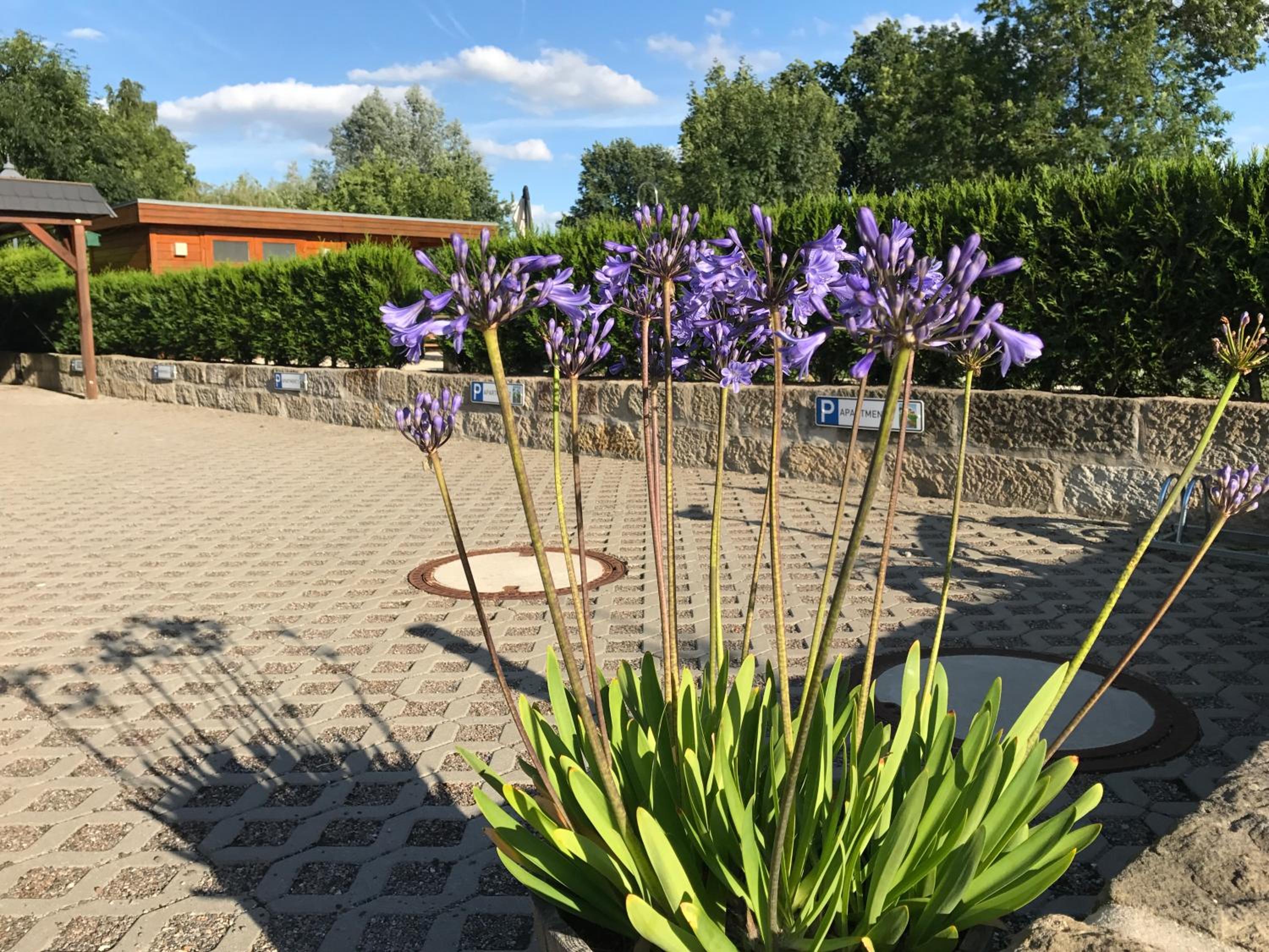 Dresden Vacations - Kaitzbach-Idylle - Property Image 11