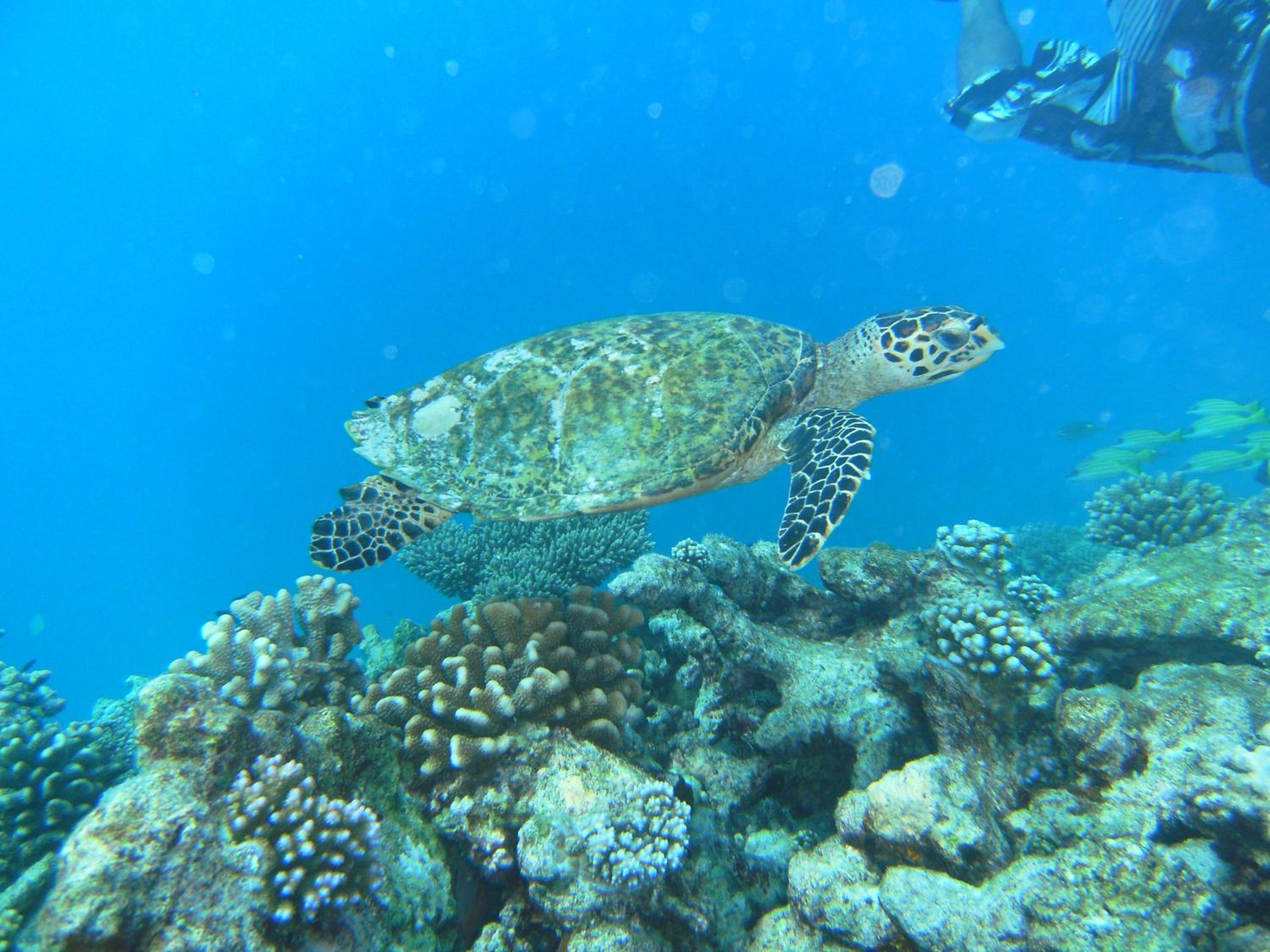 Rasdhoo Coralville view 2
